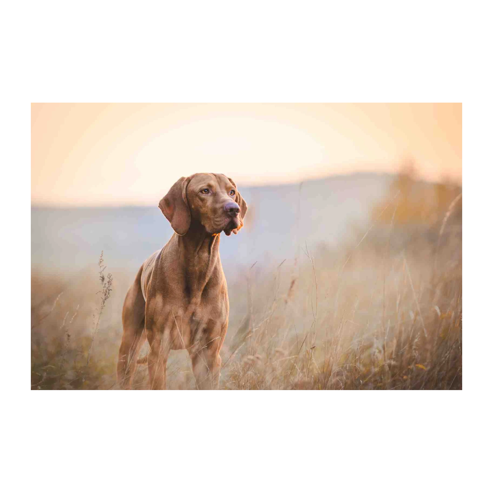 Golden Vizsla in Field Wall Art