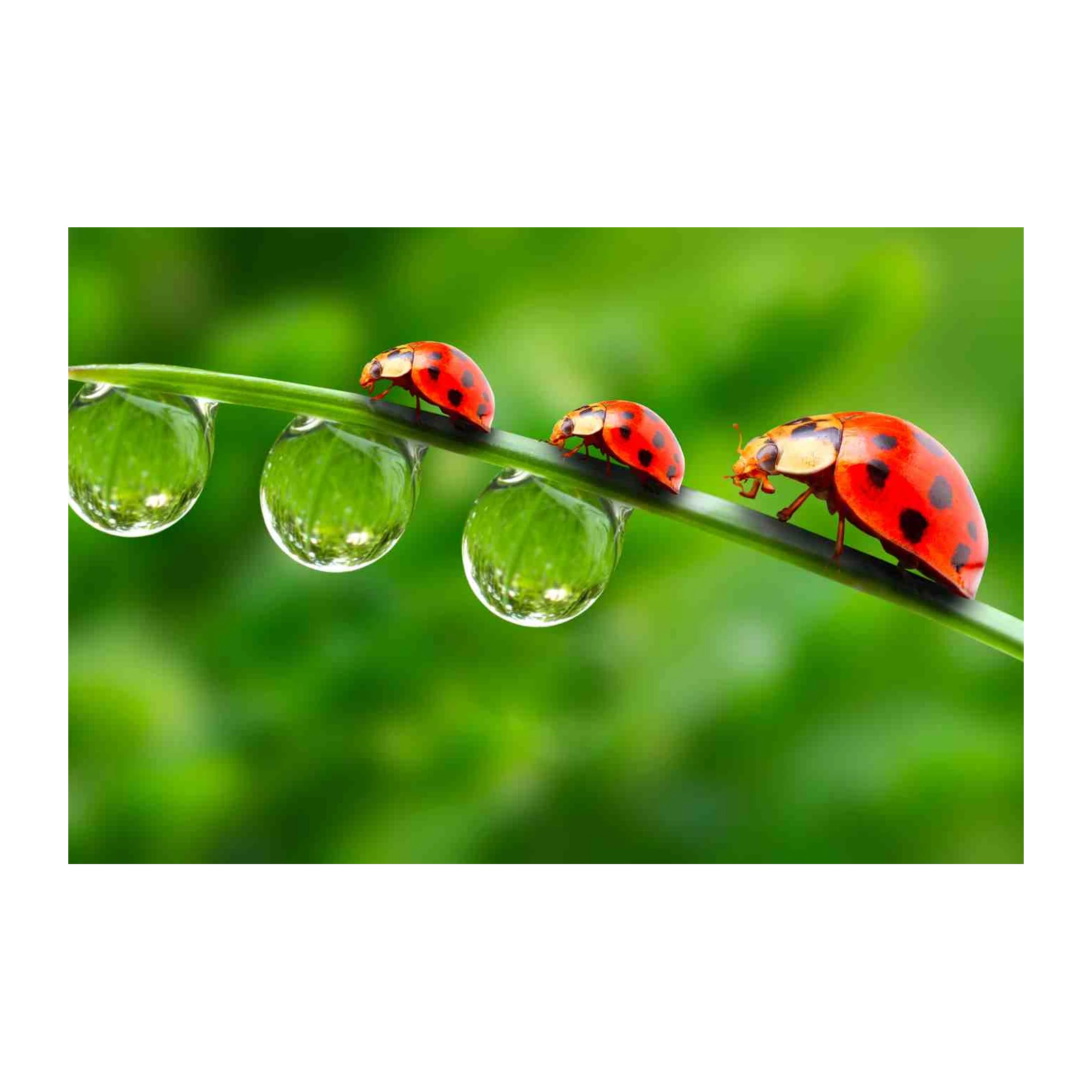 Serene Ladybugs & Dewdrops Wall Art