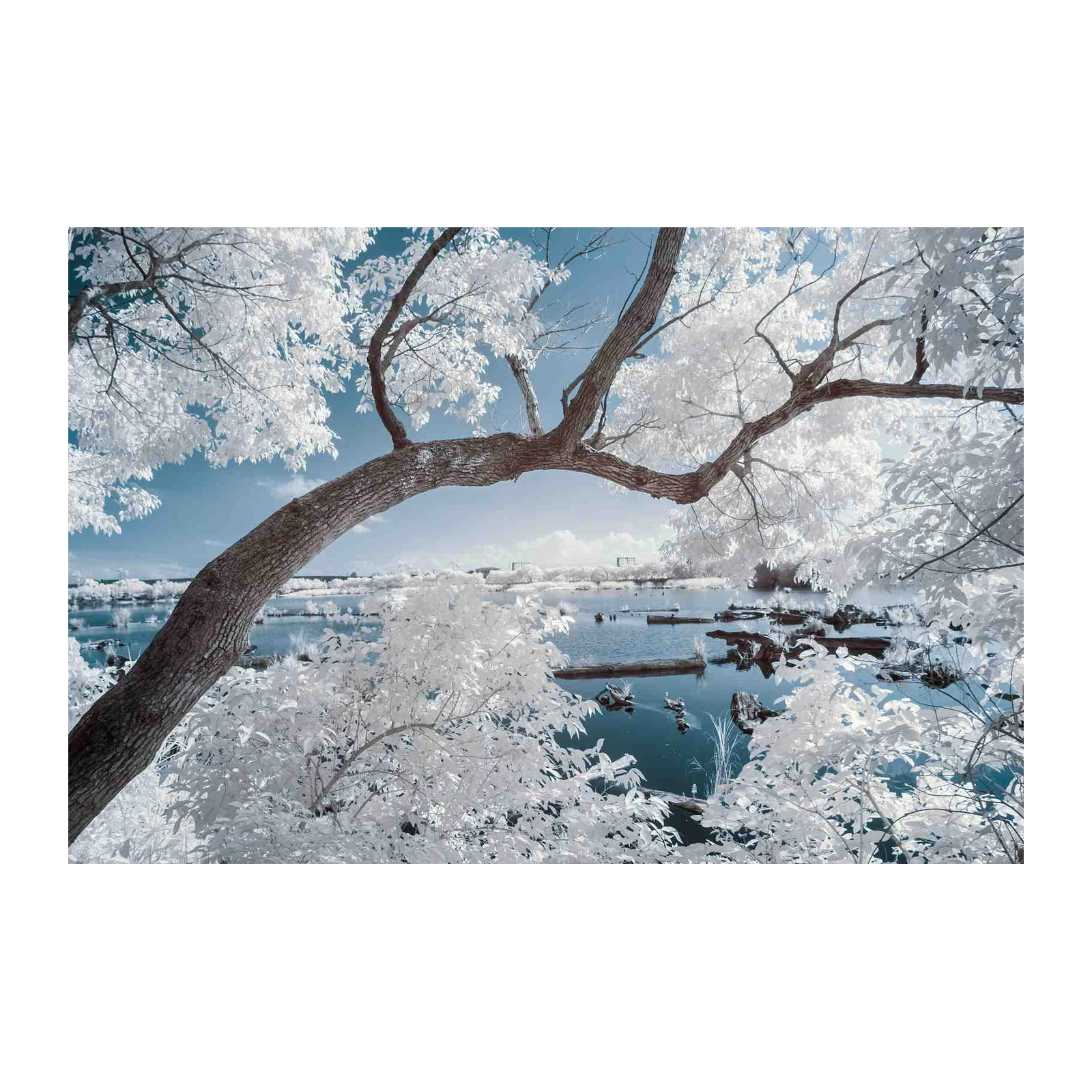 Enchanting Winter Tree Lake Infrared Wall Art