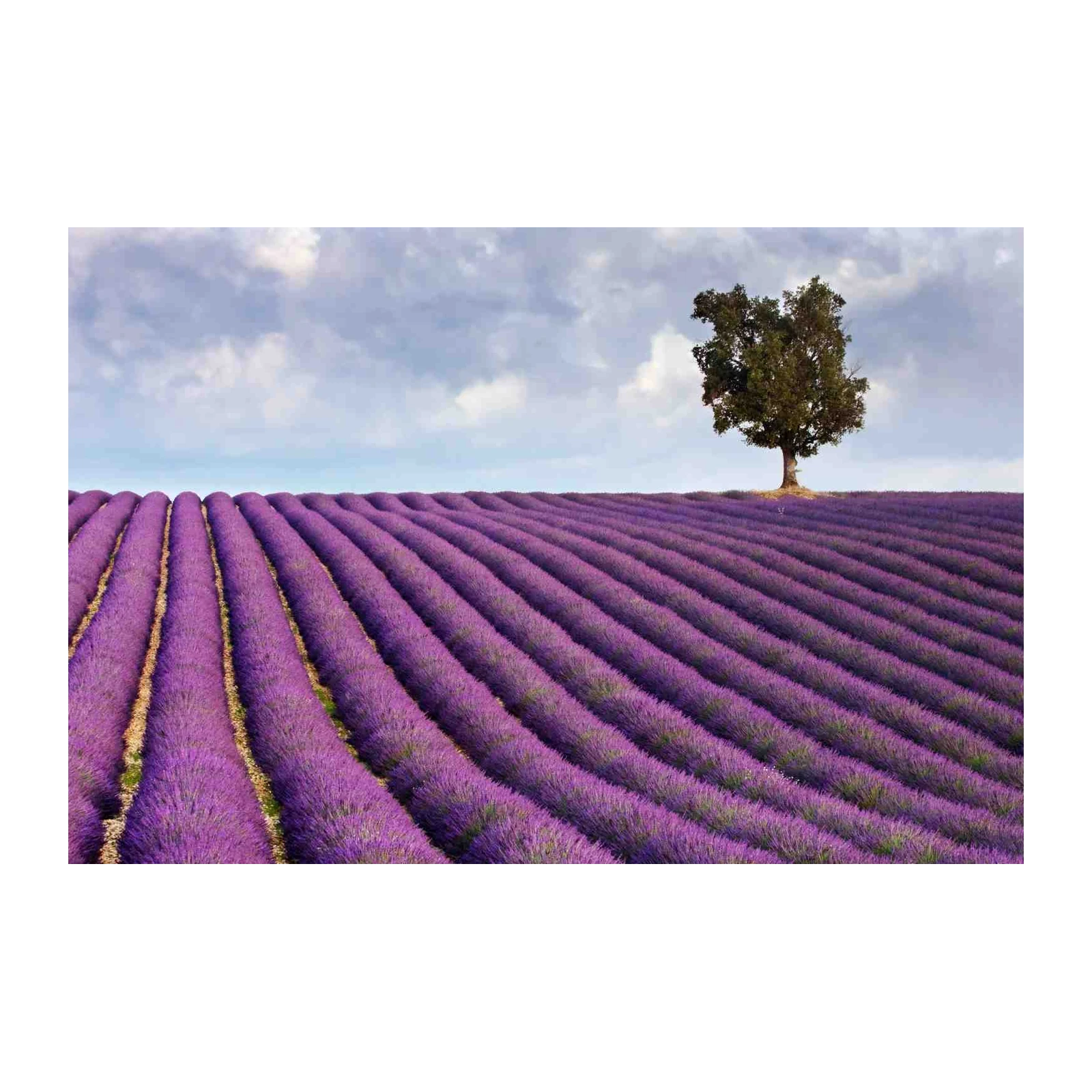 Serene Lavender Field with Lone Tree Wall Art