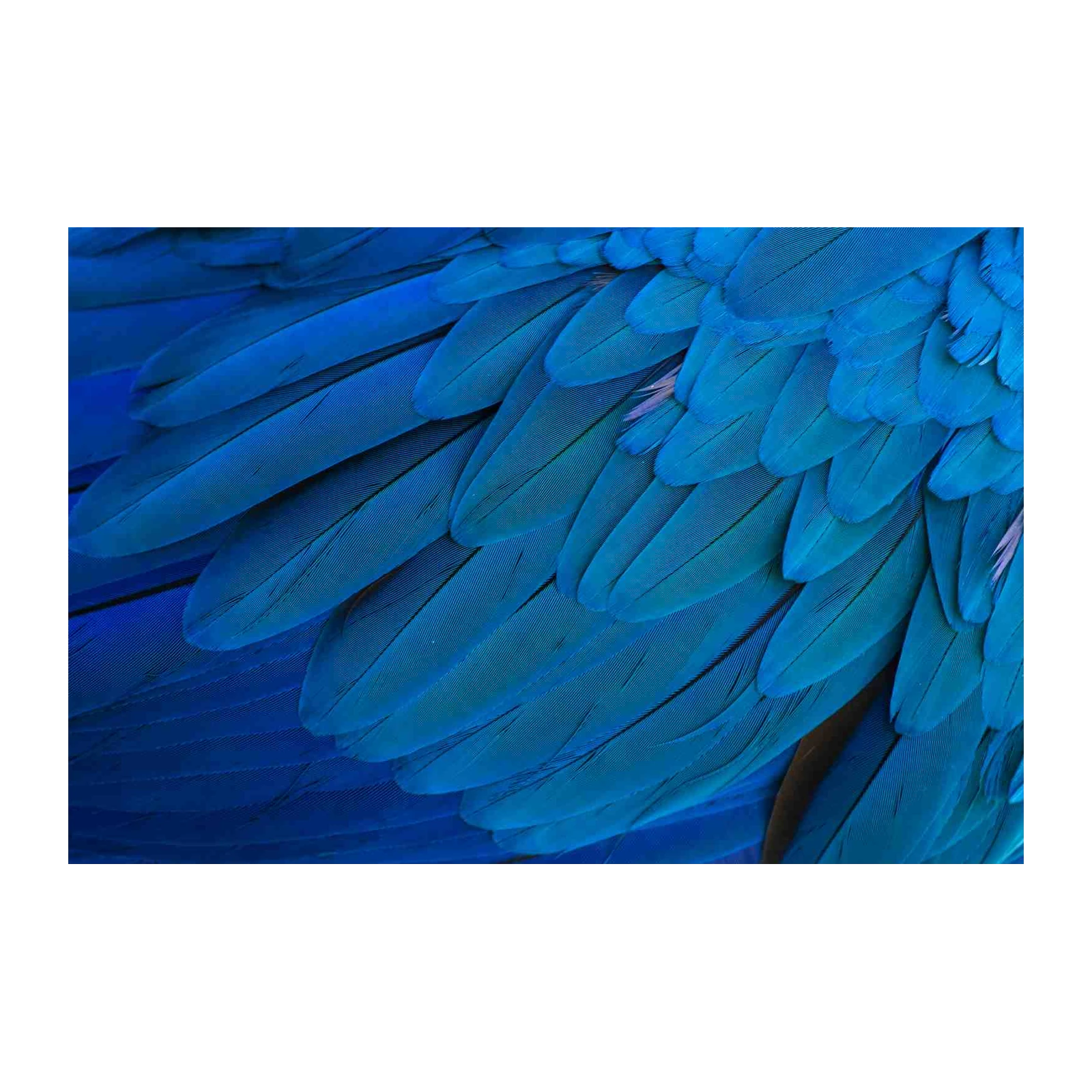 Vibrant Blue Macaw Feathers Wall Art