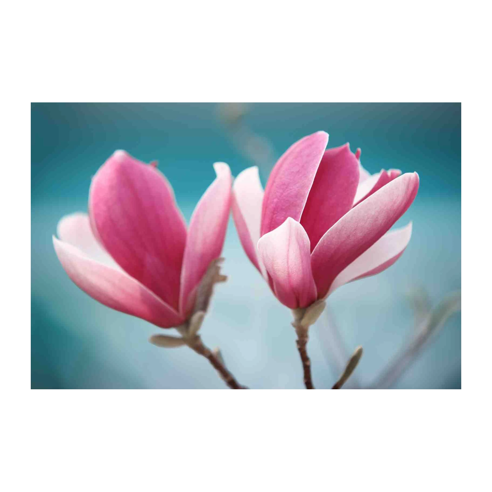 Serene Pink Magnolia Bloom Wall Art