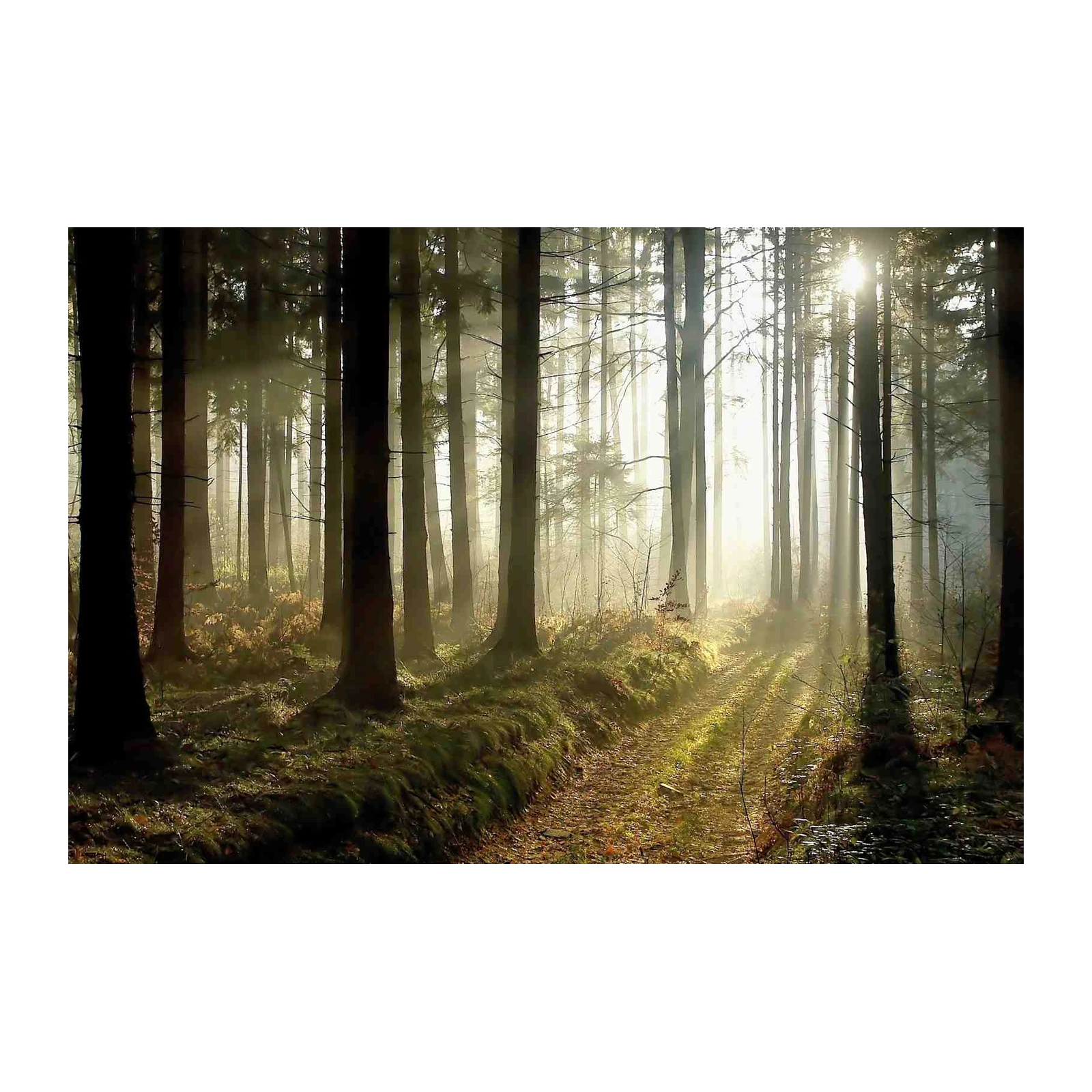 Misty Forest Path Sunlight Wall Art