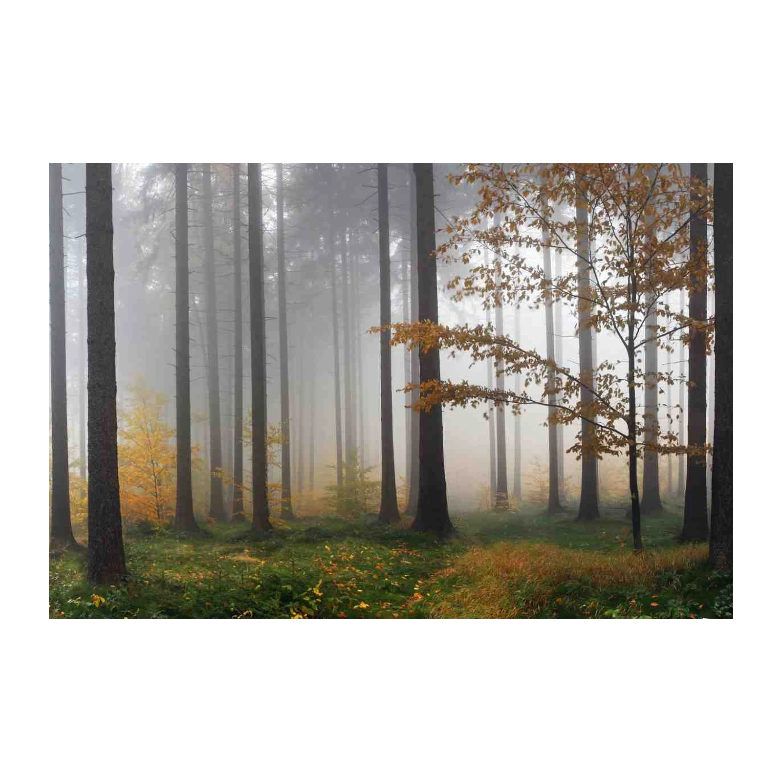 Misty Autumn Forest Trees Wall Art