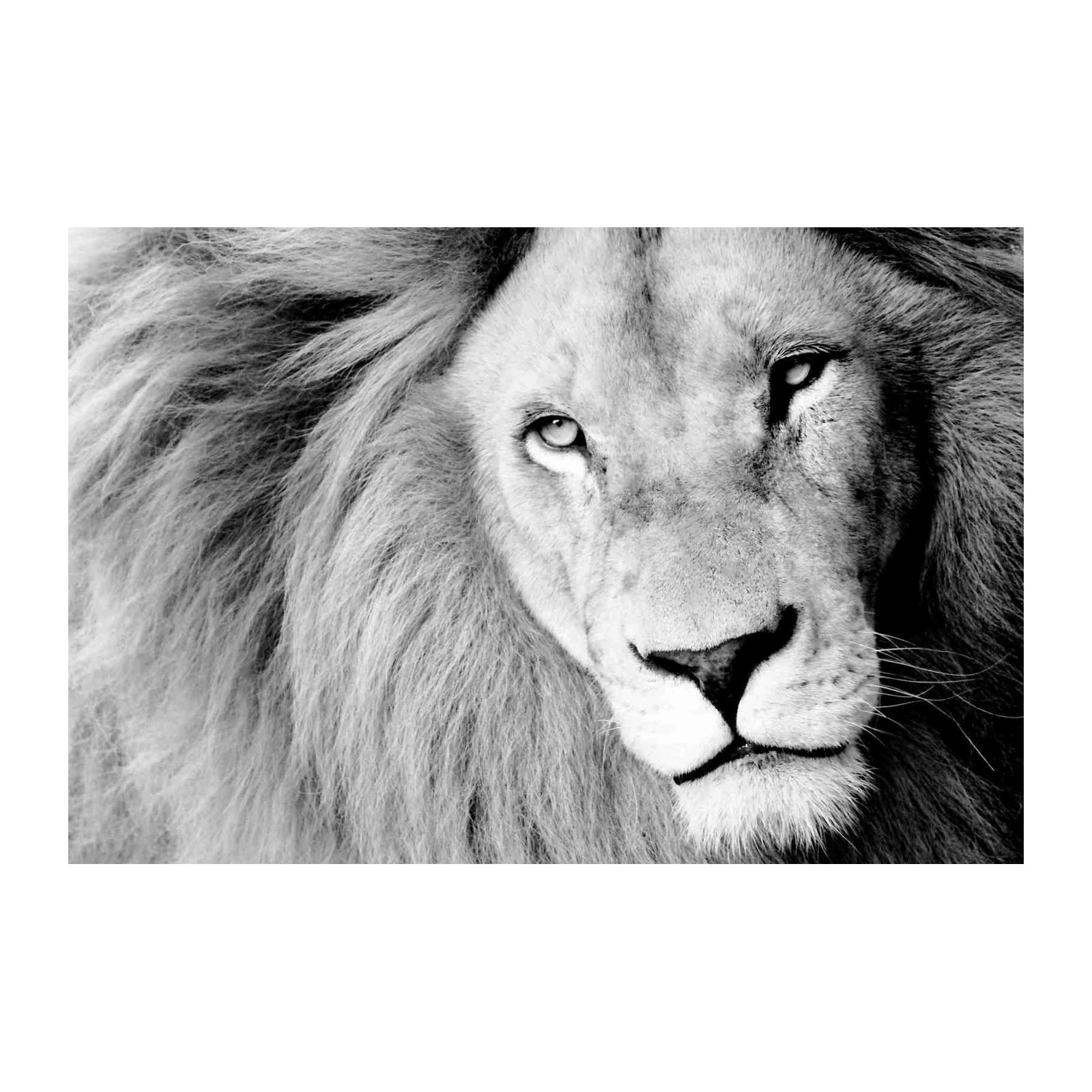 Majestic Lion B&W Portrait Wall Art