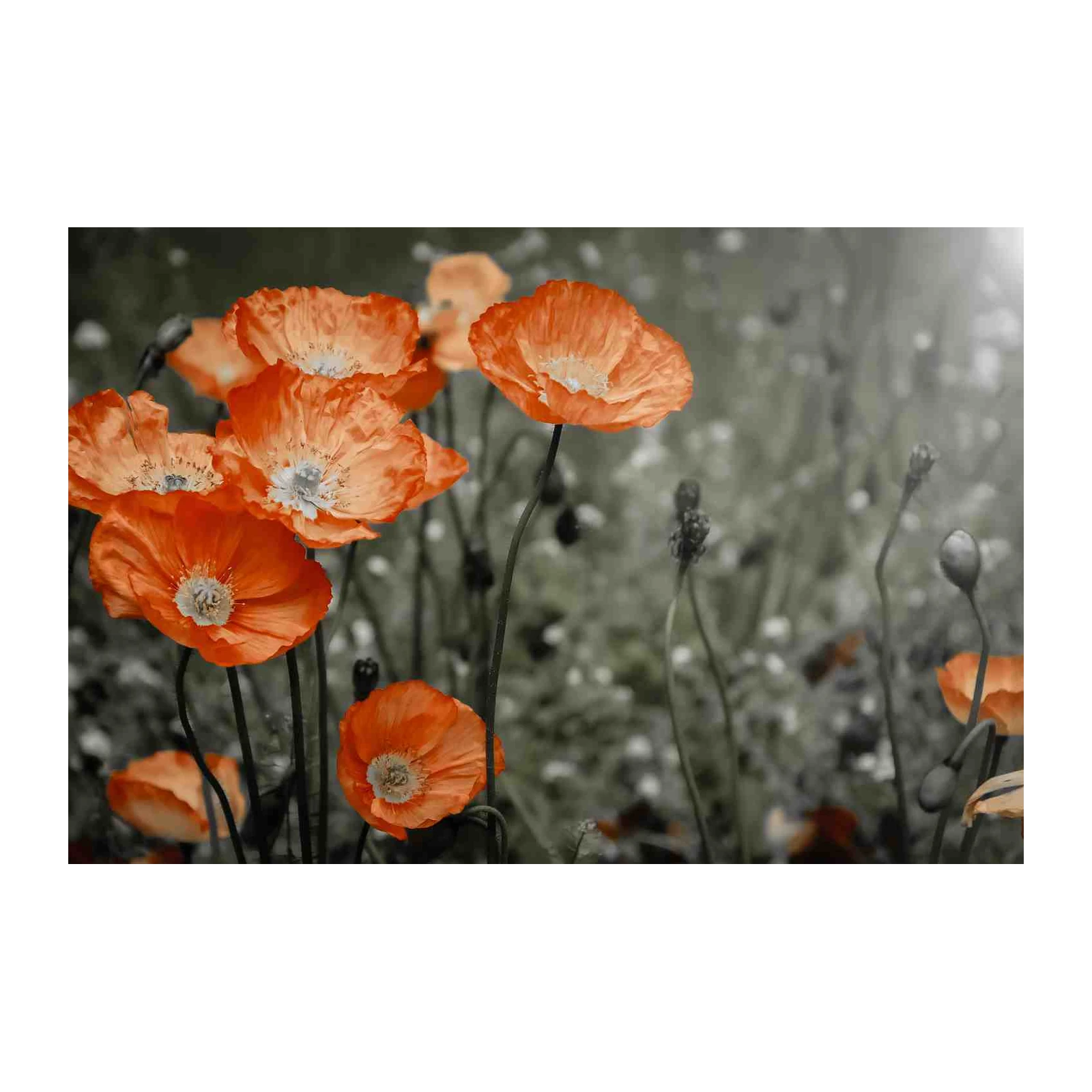 Vibrant Orange Poppies Field Wall Art