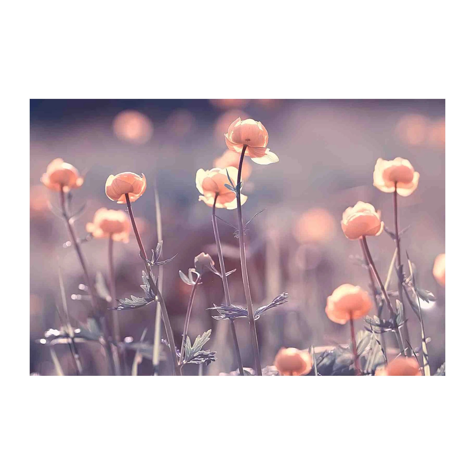 Soft Peach Floral Meadow Wall Art