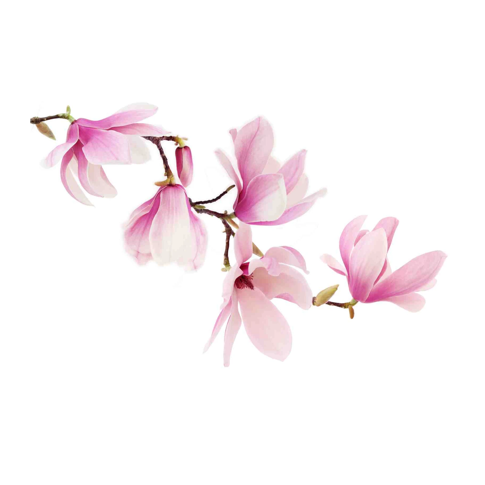 Elegant Pink Magnolia Blossom Wall Art