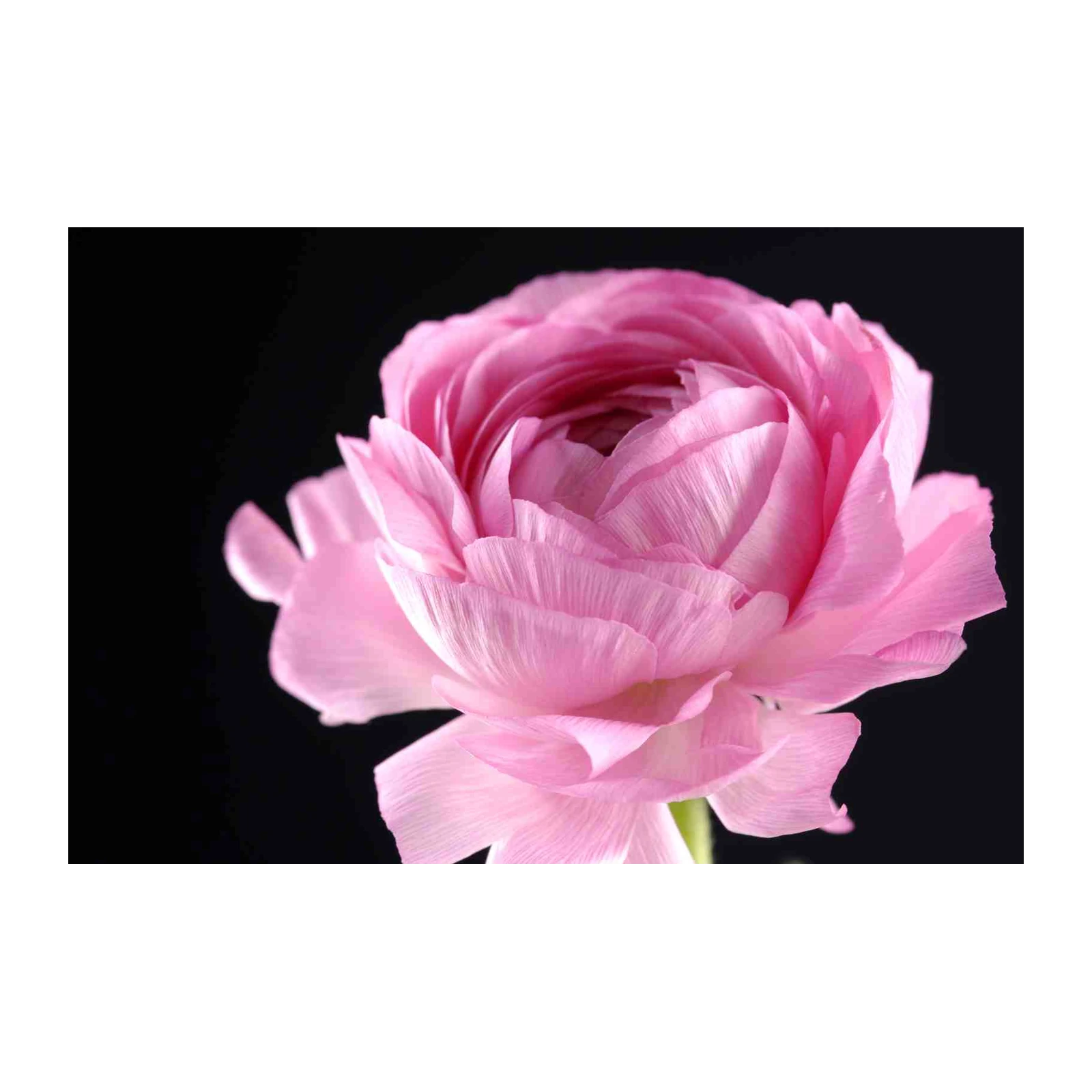 Soft Pink Ranunculus Close-Up Wall Art