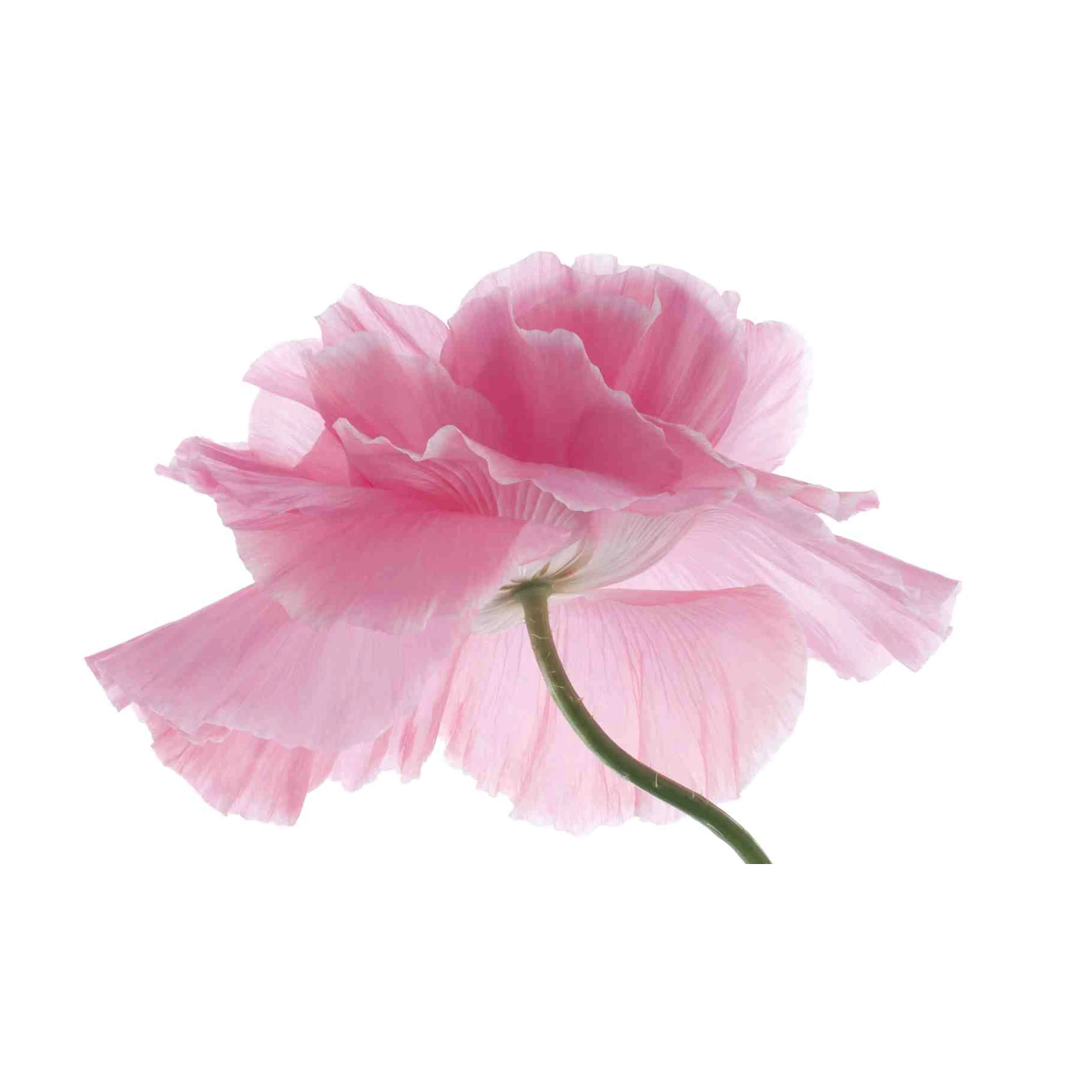 Soft Pink Poppy Flower Delicate Petals Wall Art