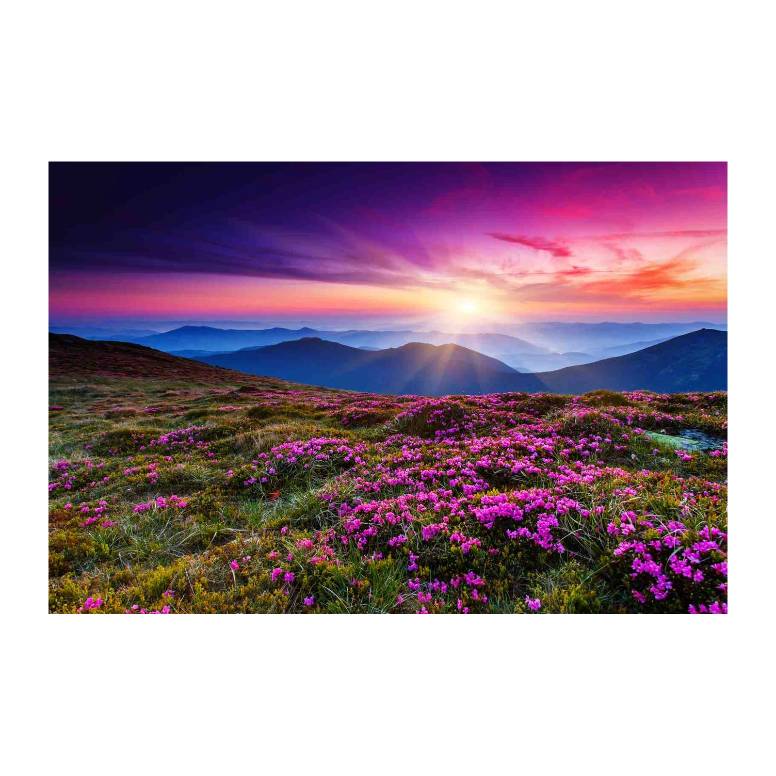 Rhododendron Mountain Sunrise Wall Art