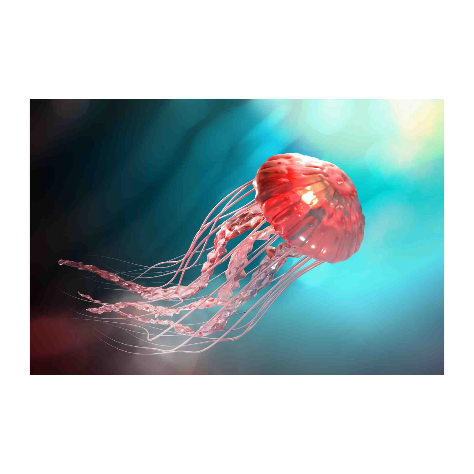 Vibrant Red Jellyfish Ocean Abstract Wall Art