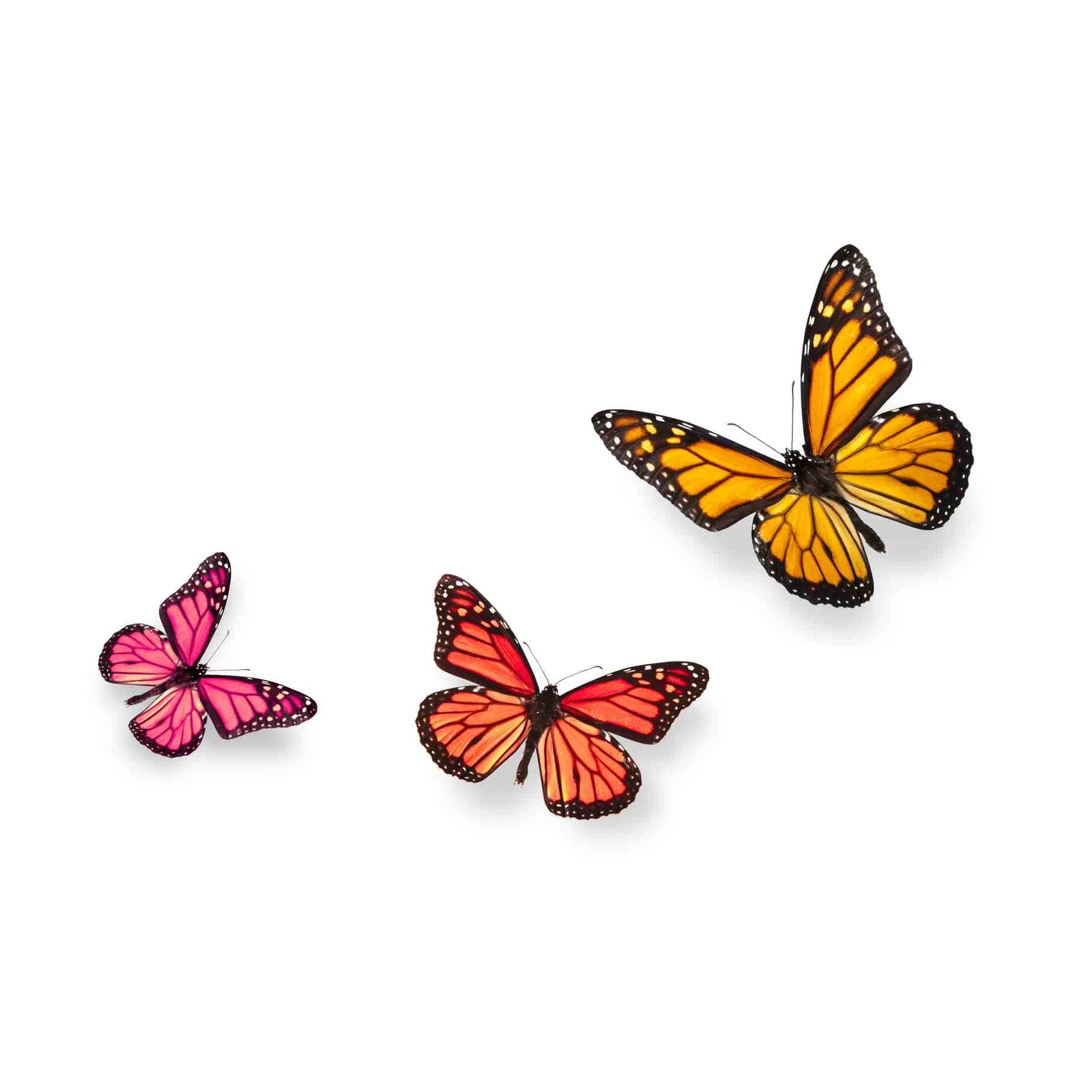 Vibrant Butterfly Trio Wall Art