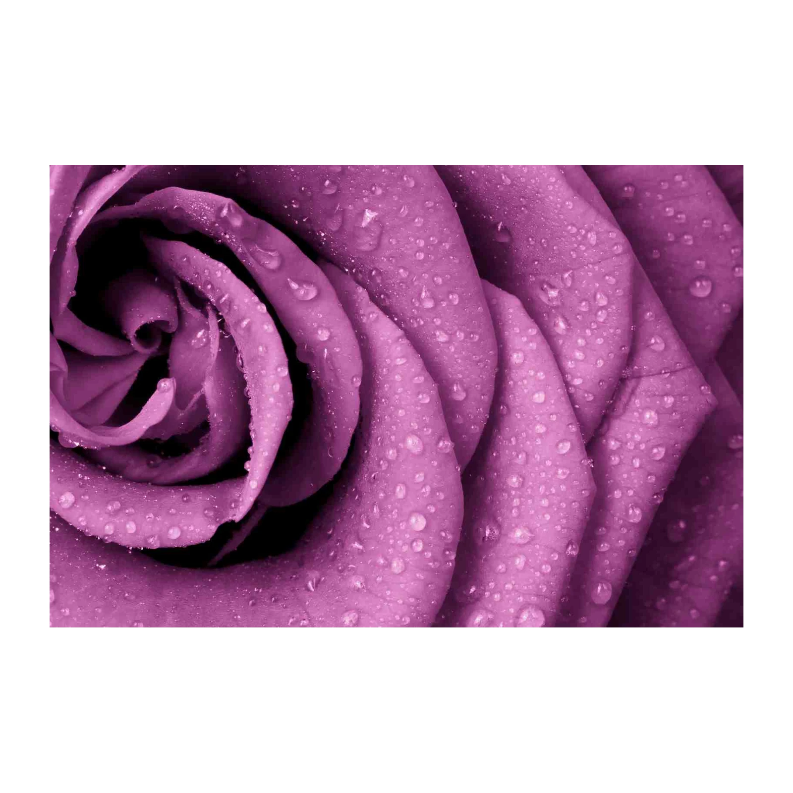 Serene Purple Rose Dewdrop Wall Art