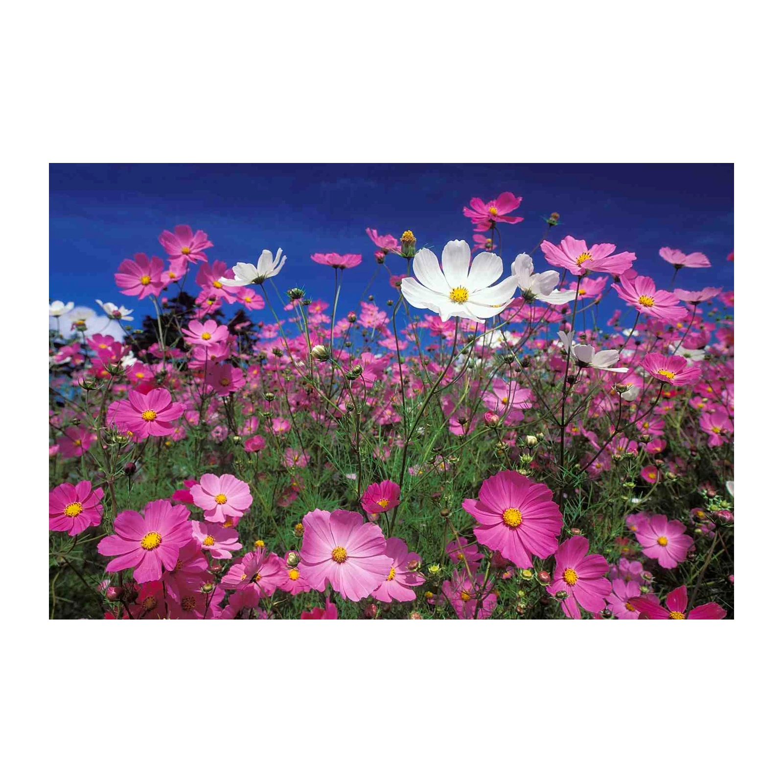 Vibrant Pink Cosmos Field Wall Art