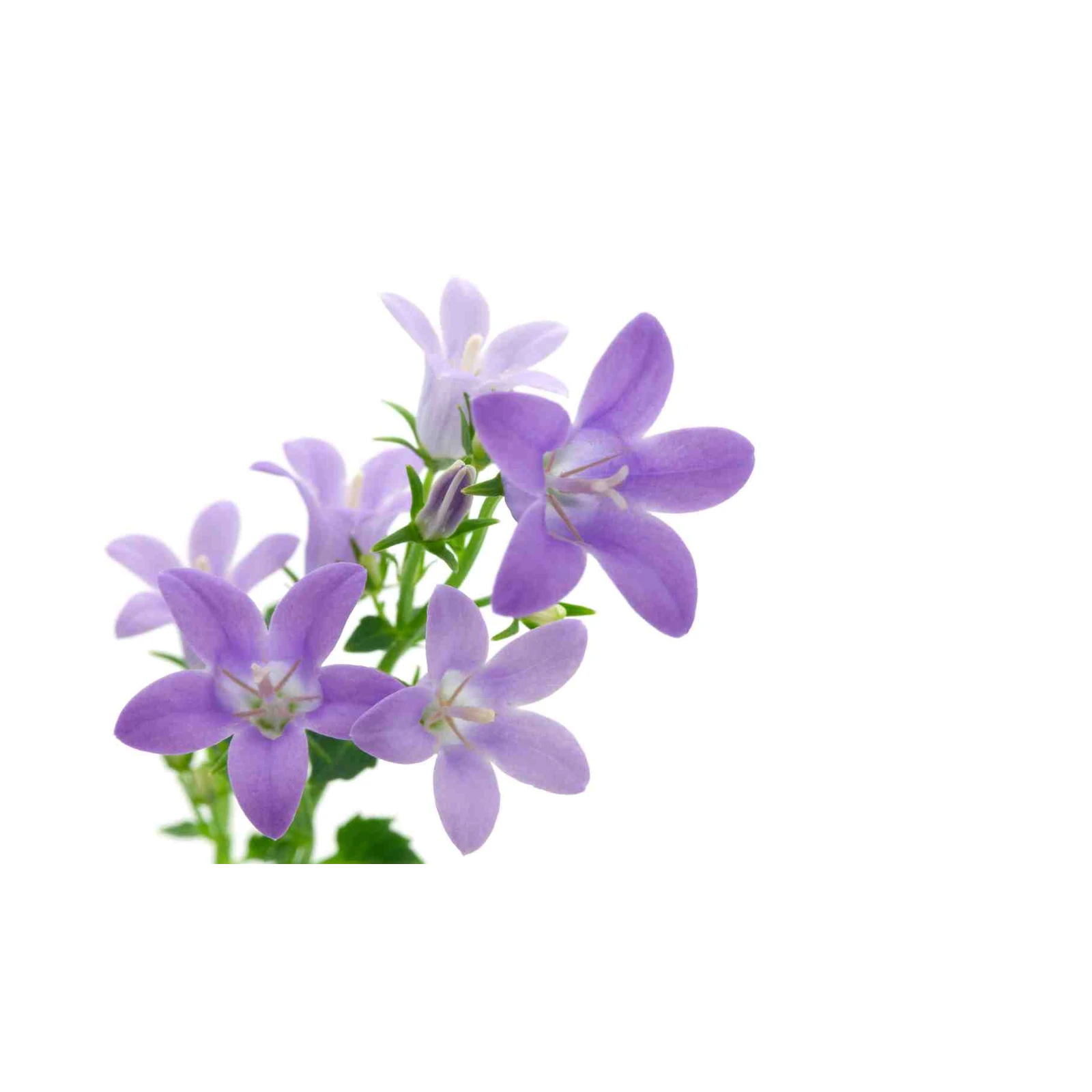 Serene Purple Bellflowers Wall Art Wall Art