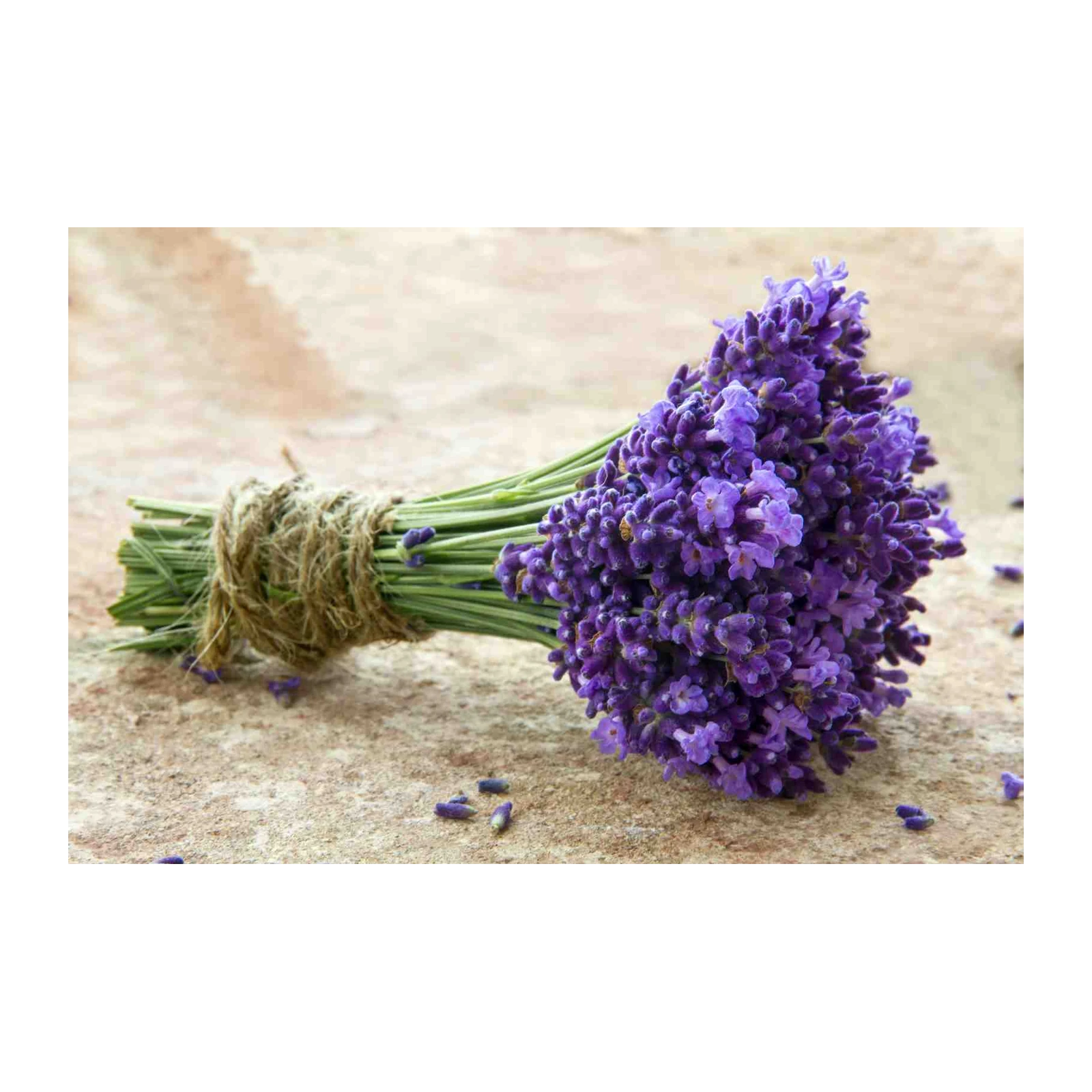 Vibrant Lavender Bouquet Wall Art Wall Art
