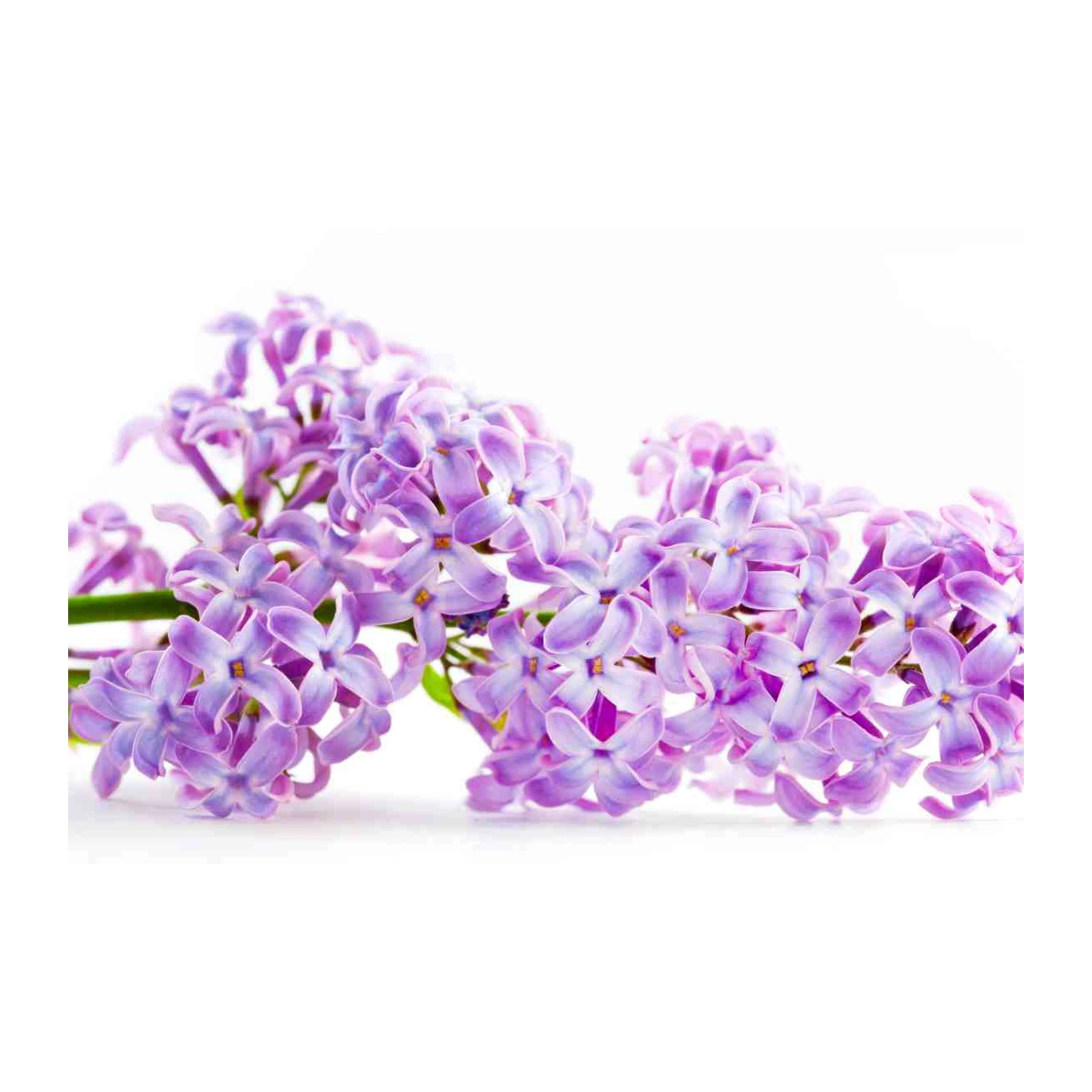 Serene Purple Lilac Blossom Wall Art