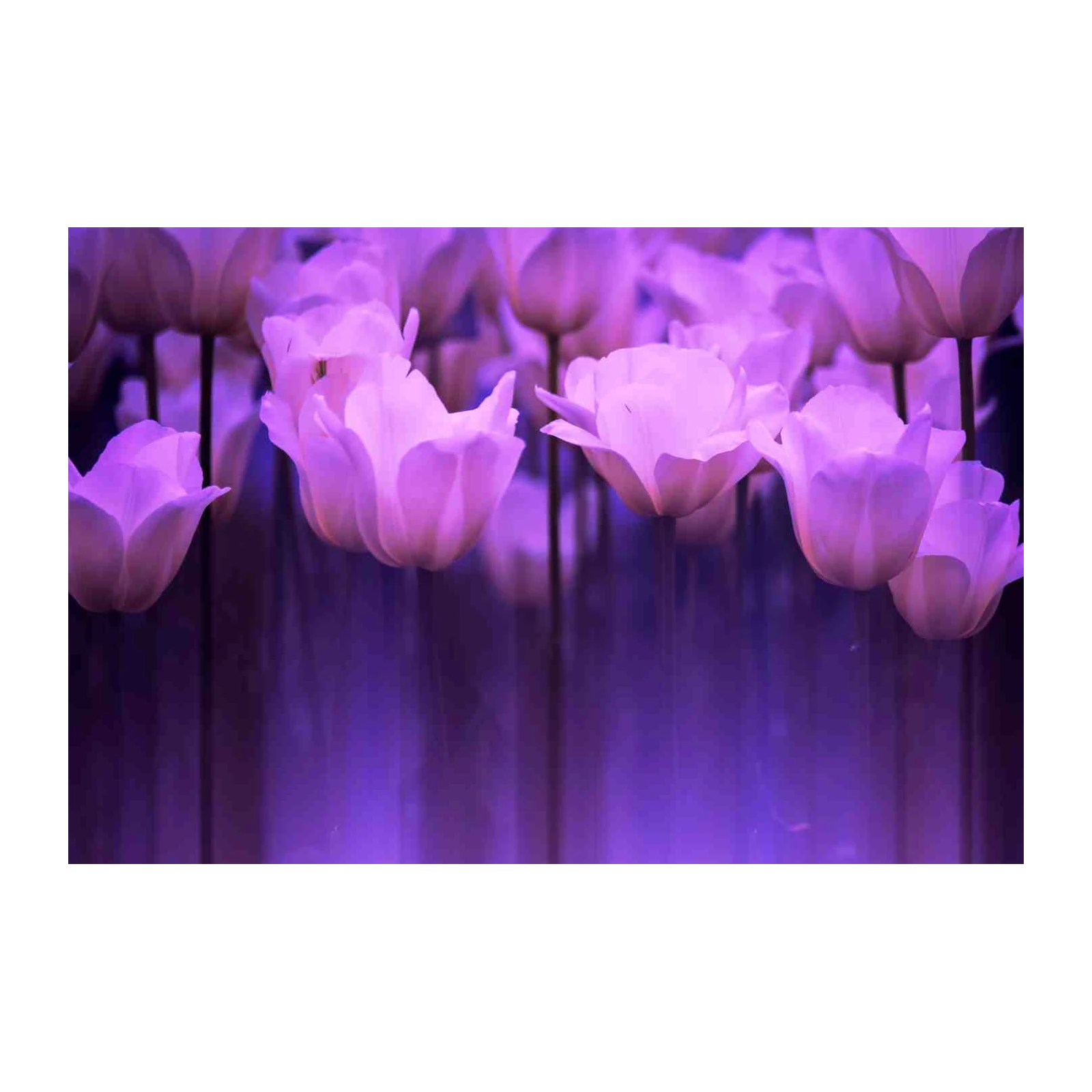 Dreamy Purple Tulips Wall Art Wall Art