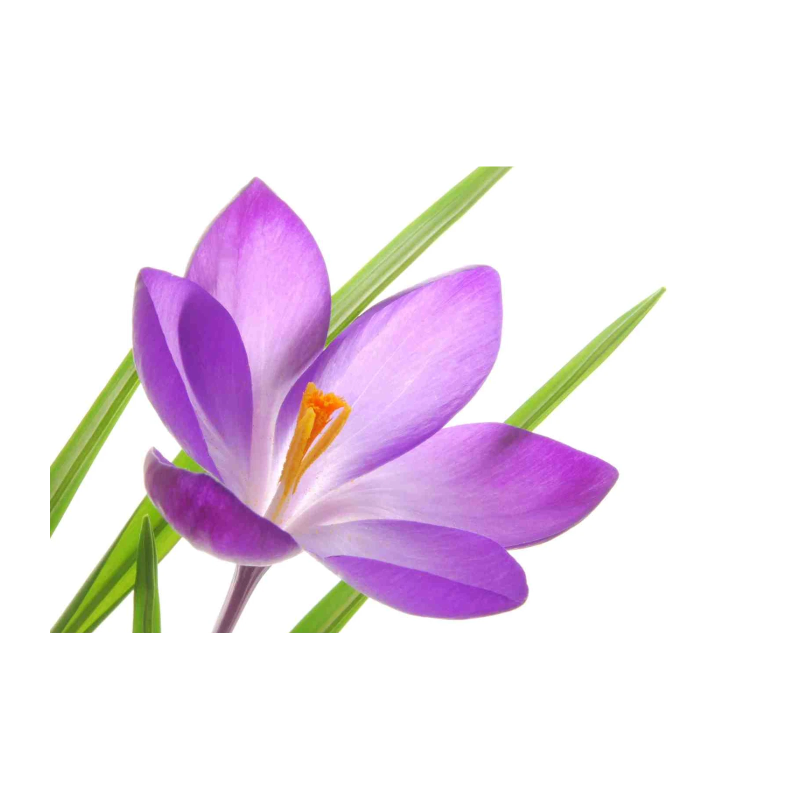 Vibrant Purple Crocus Floral Art Wall Art