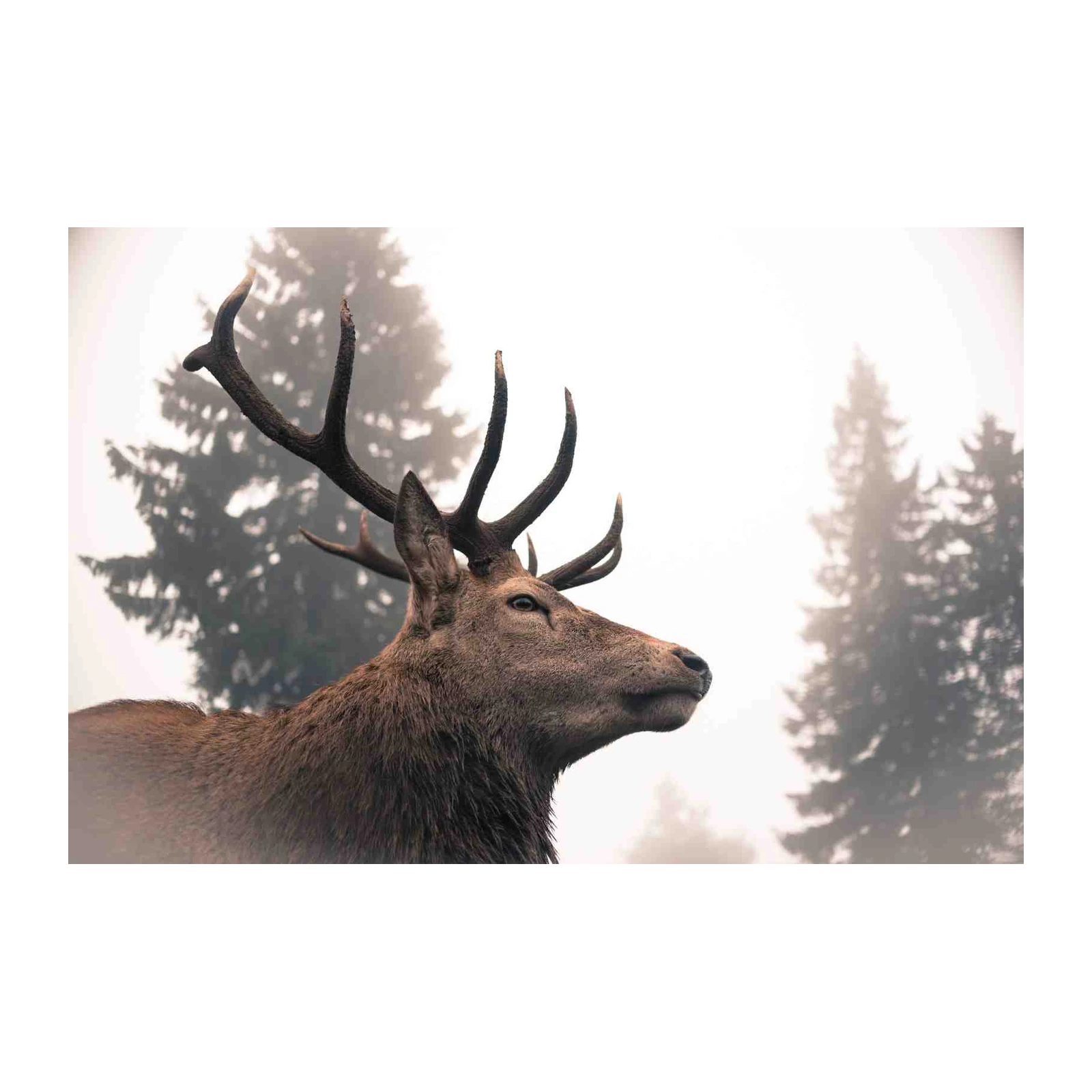 Majestic Stag in Foggy Forest Wall Art