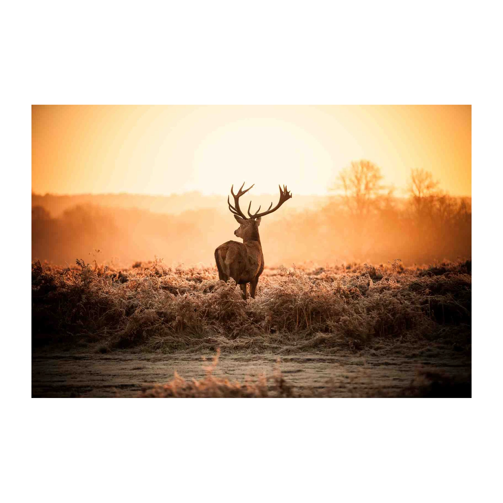 Majestic Stag Sunset Wildlife Wall Art