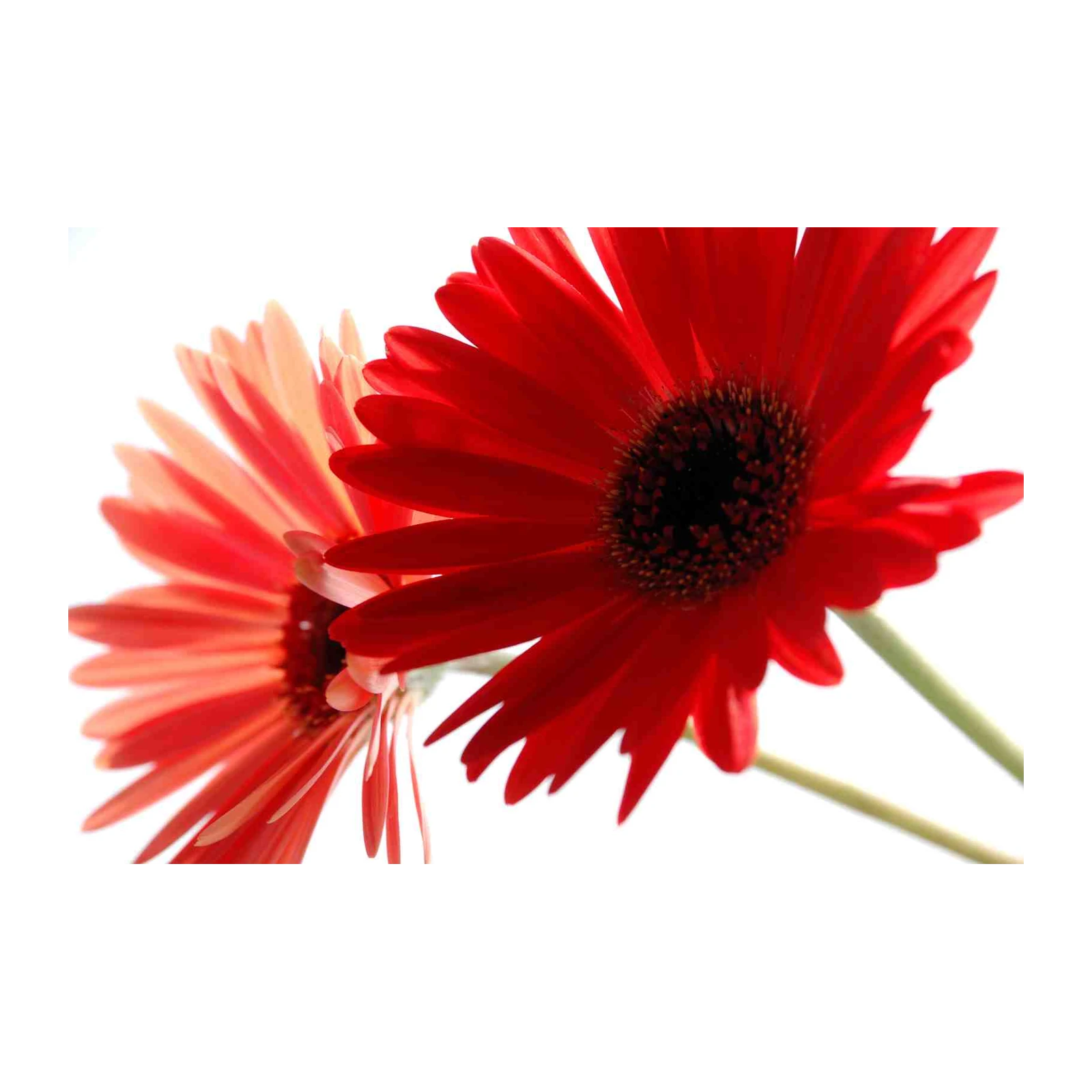 Vibrant Red Gerbera Daisy Close-Up Wall Art