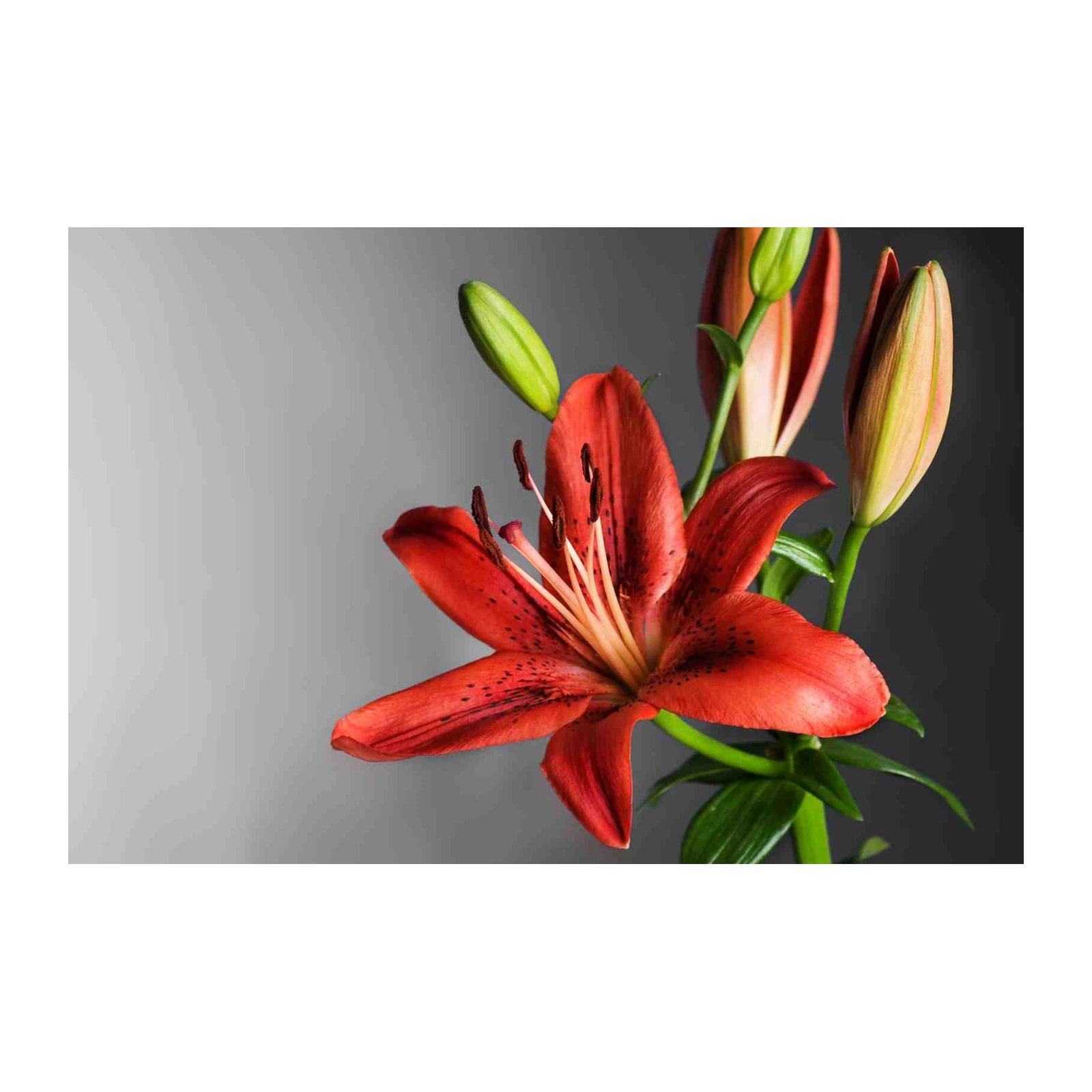 Vibrant Red Lily Botanical Art Wall Art