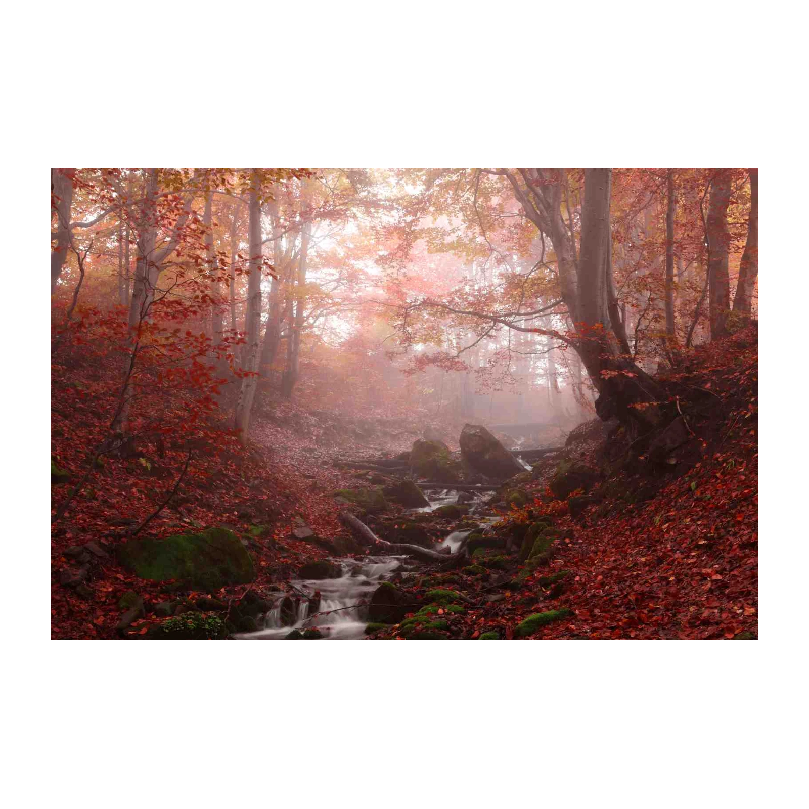 Misty Autumn Forest Stream Wall Art