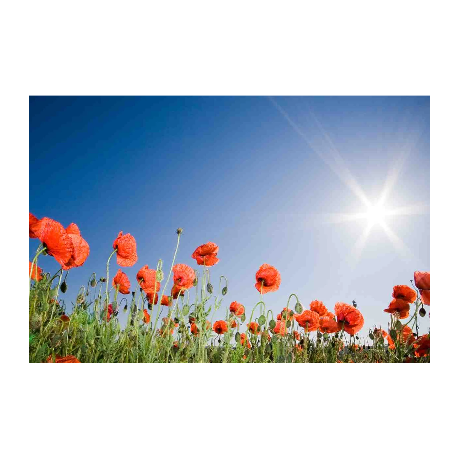 Vibrant Red Poppies Field Wall Art
