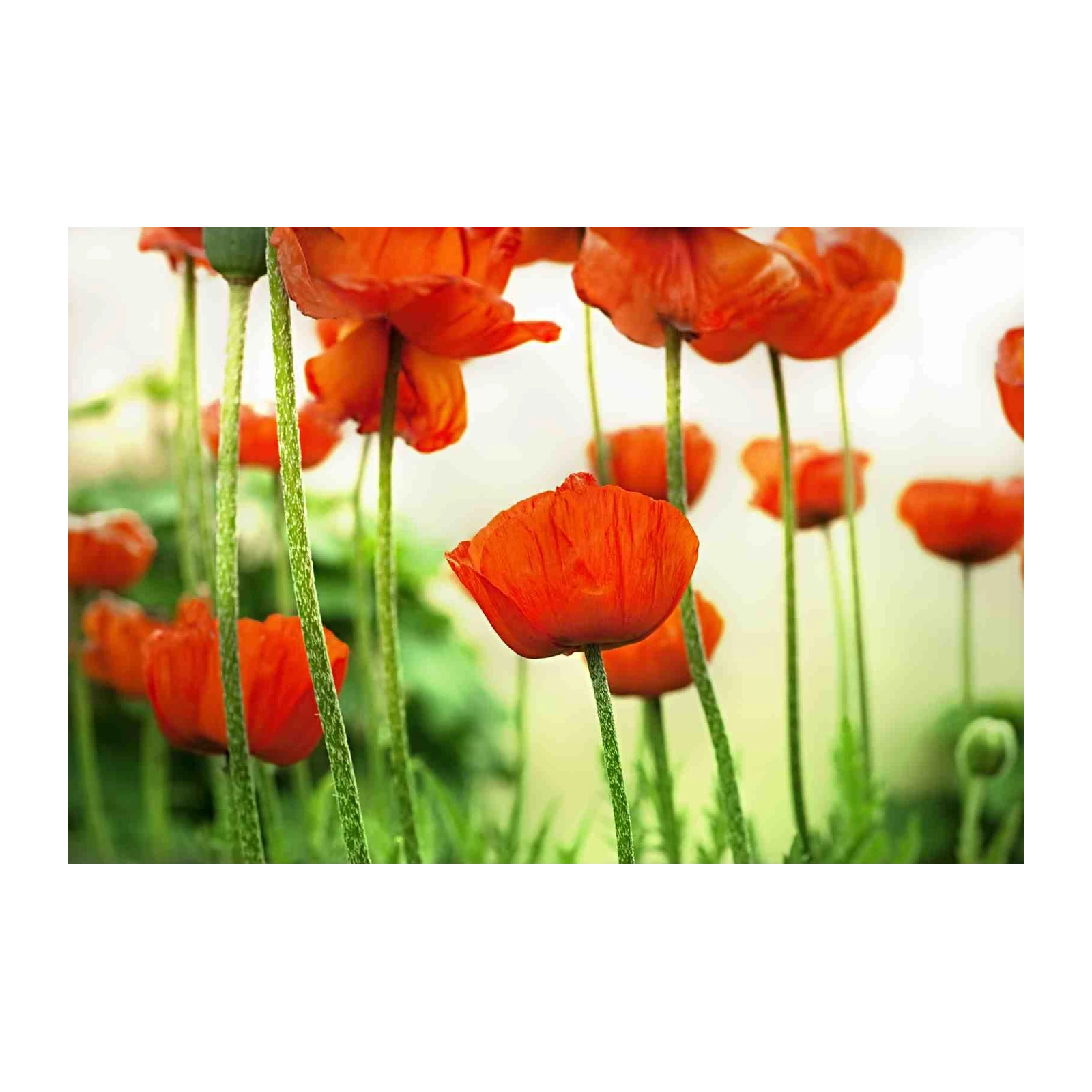Vibrant Orange Poppy Field Wall Art