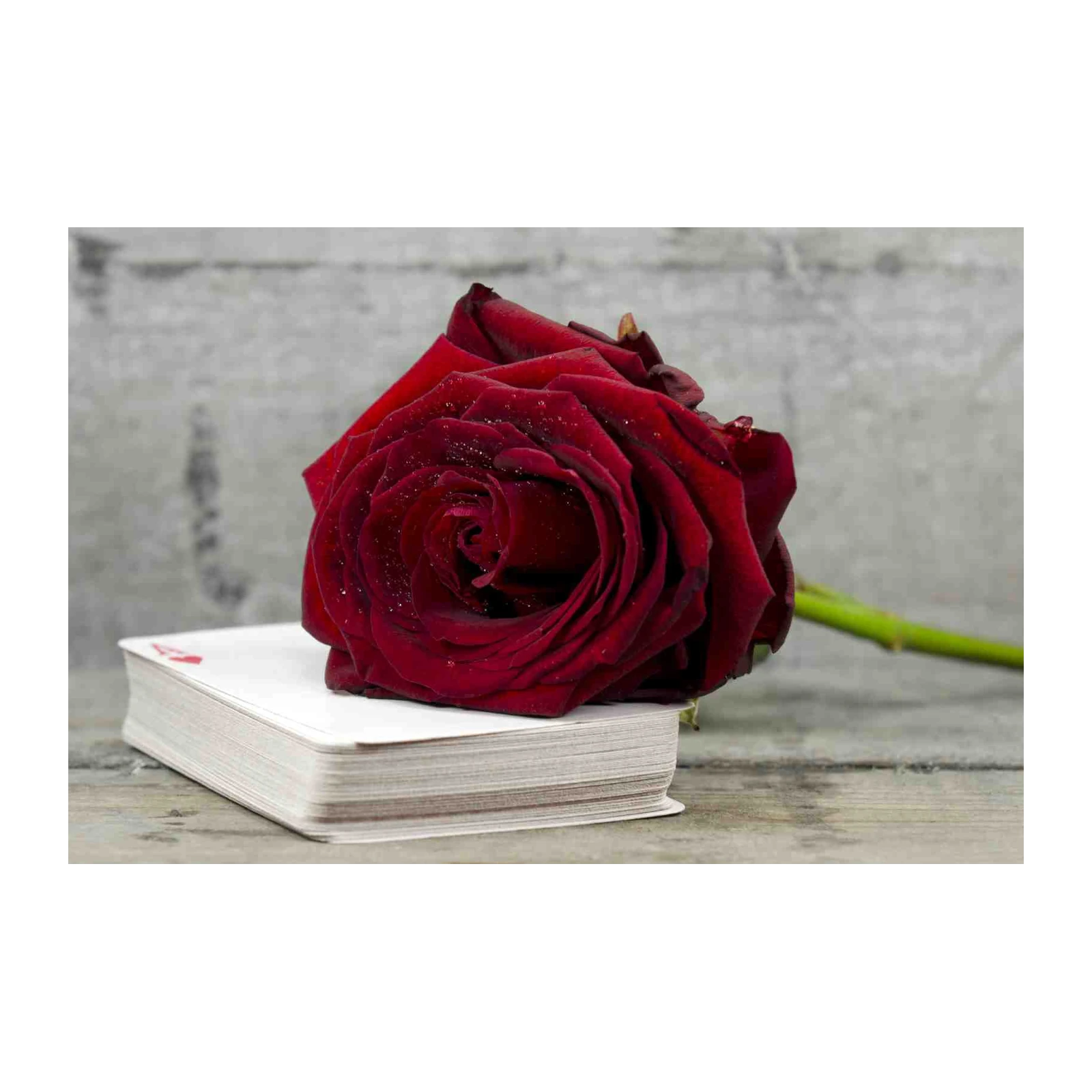 Velvet Rose Romance Wall Art