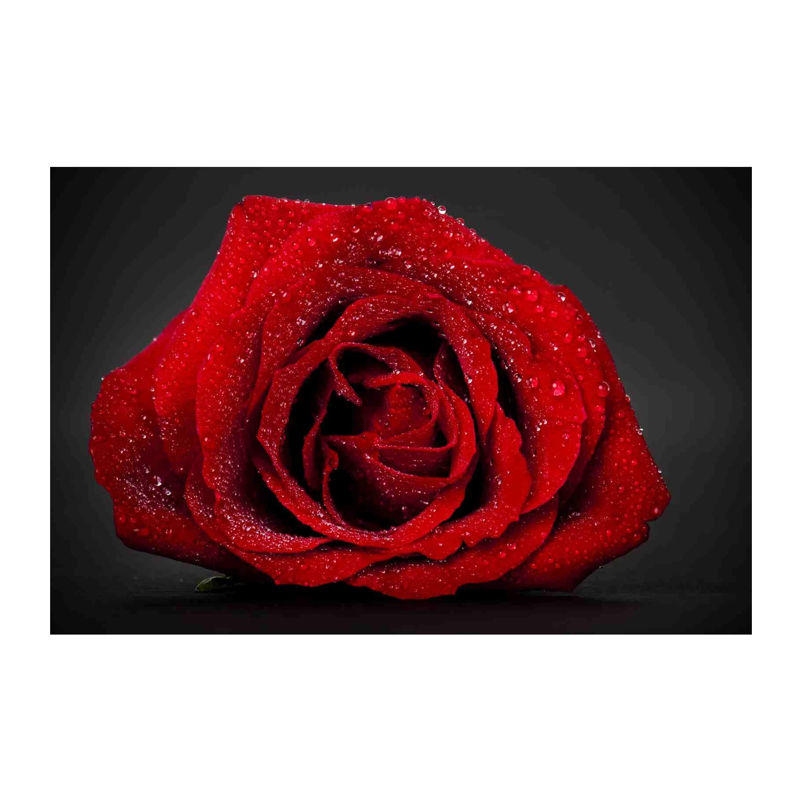 Lush Red Rose Dewdrops Wall Art