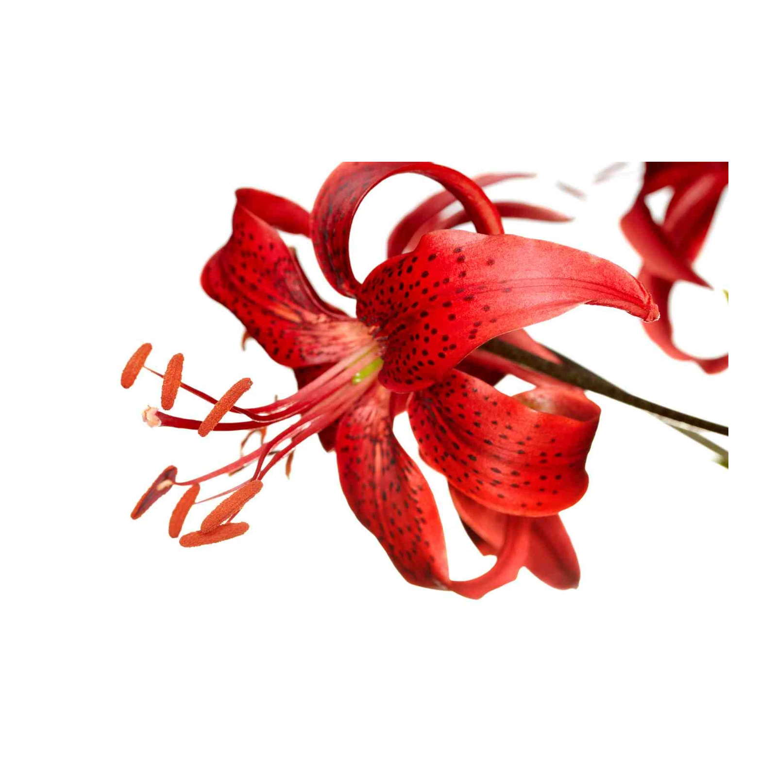 Vibrant Red Lily Close-Up Wall Art