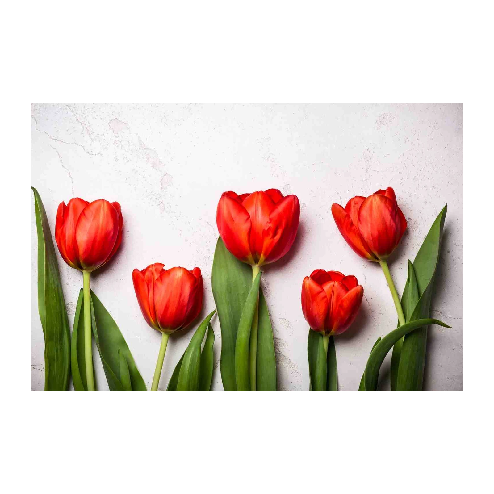 Vibrant Red Tulips Nature Wall Art