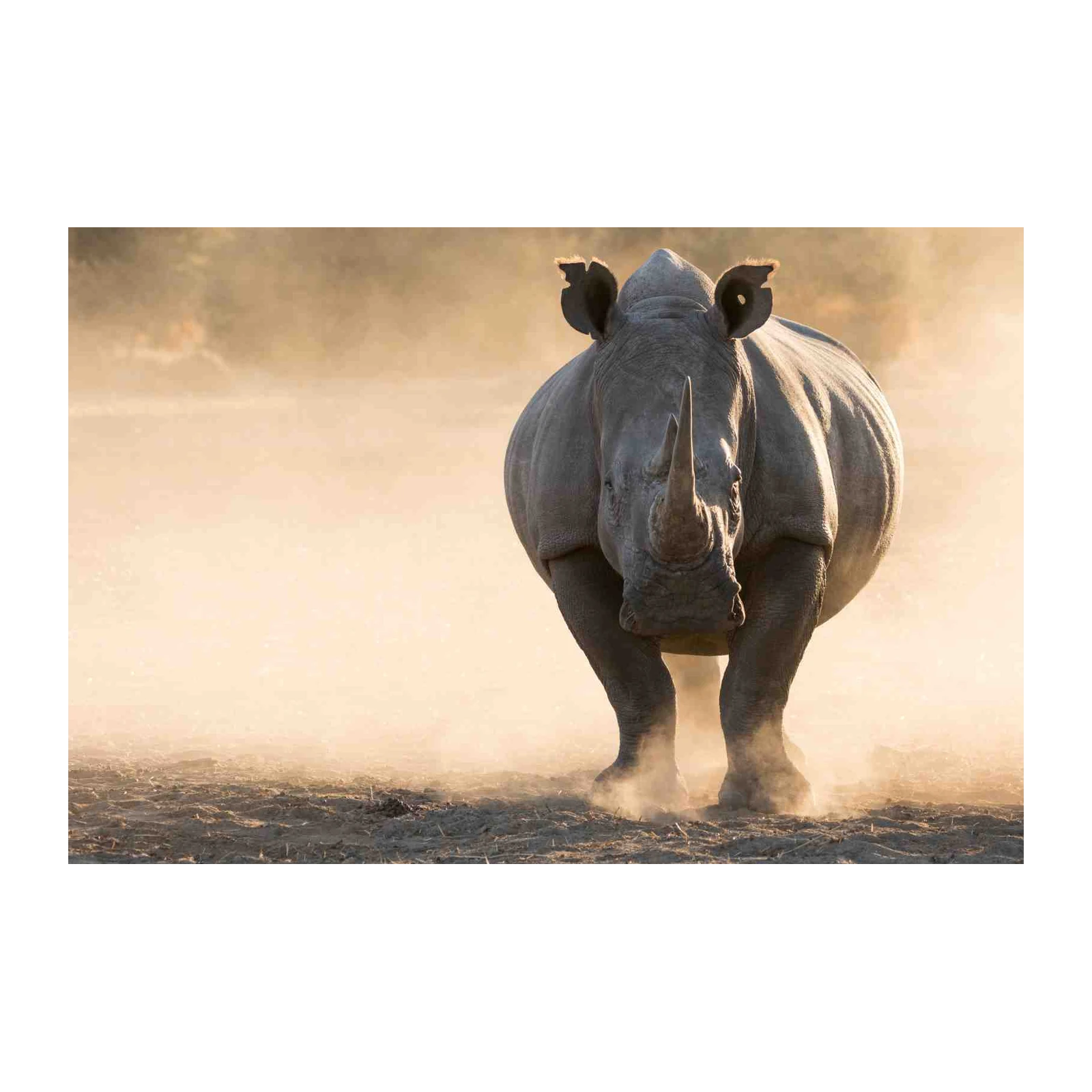 Majestic Rhino Wildlife Wall Art