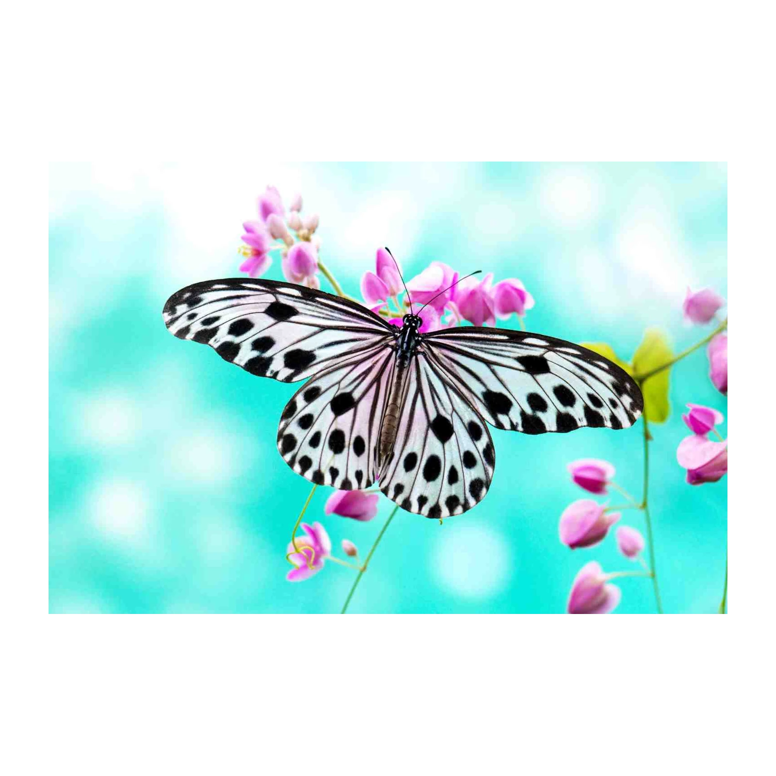 Elegant Butterfly & Pink Blossoms Wall Art