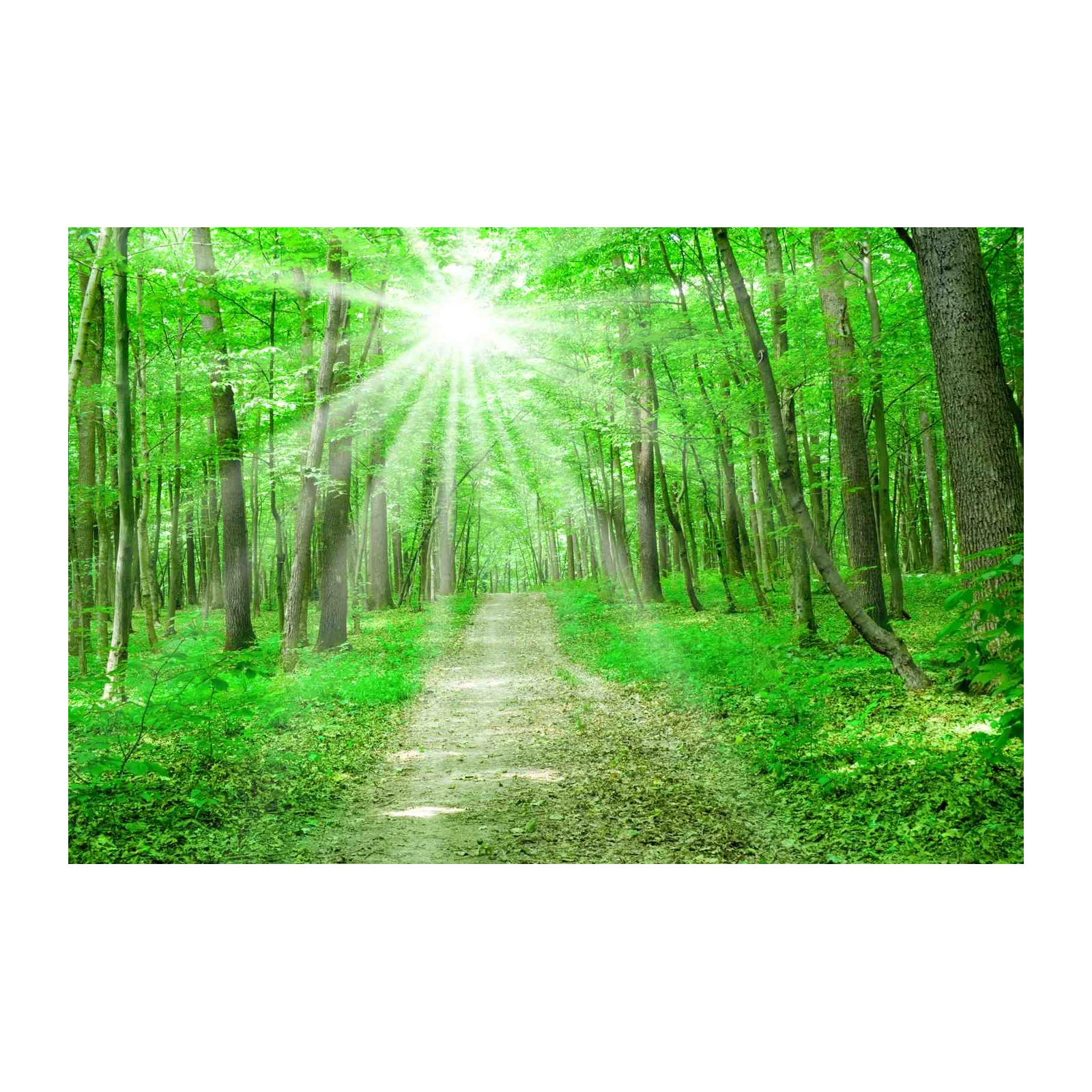 Enchanting Forest Path Sun Rays Wall Art