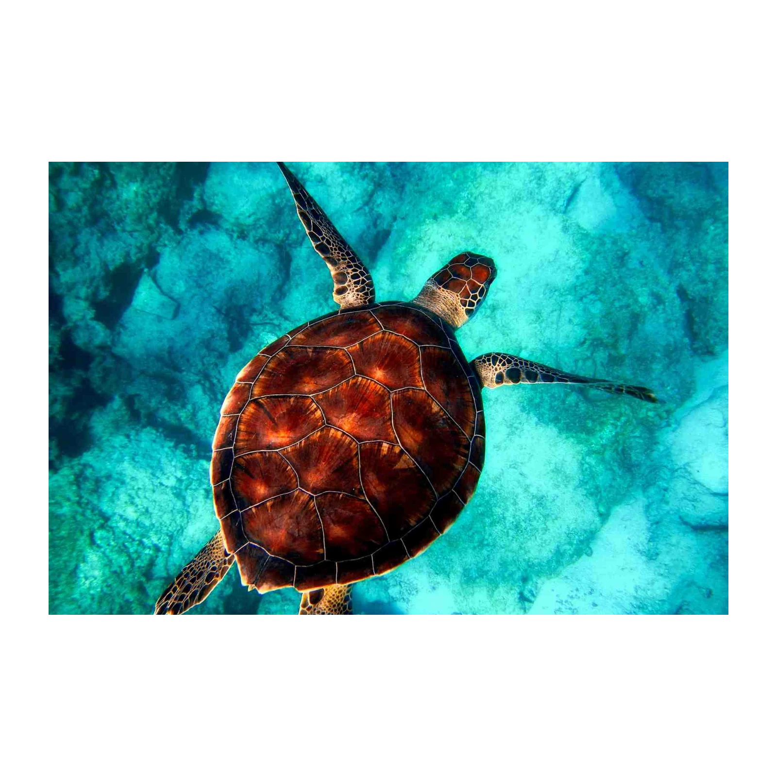 Majestic Sea Turtle Ocean Bliss Wall Art