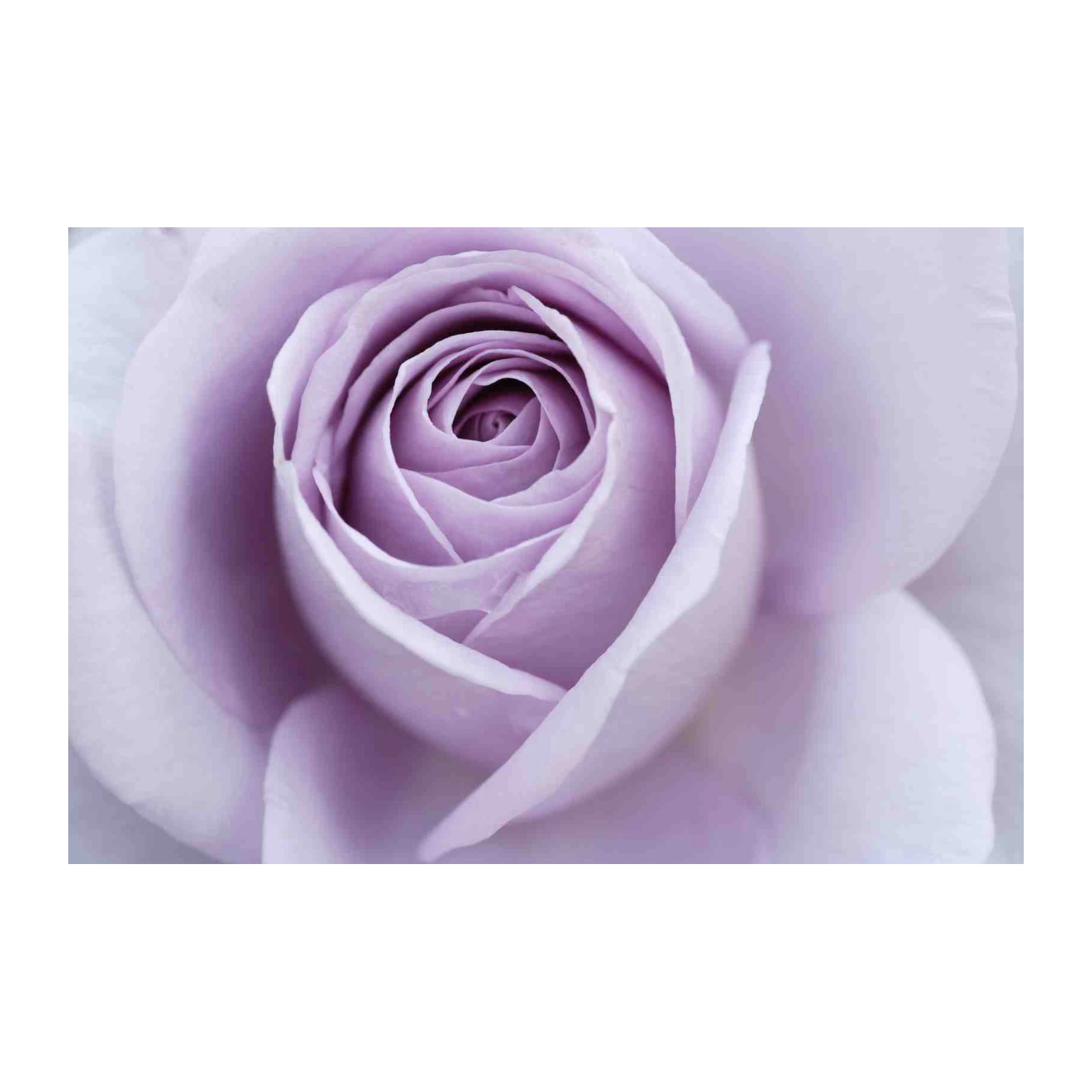 Serene Lavender Rose Close-Up Wall Art