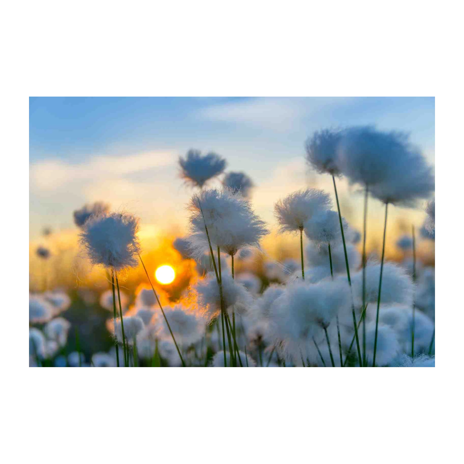 Serene Cotton Grass Sunset Wall Art