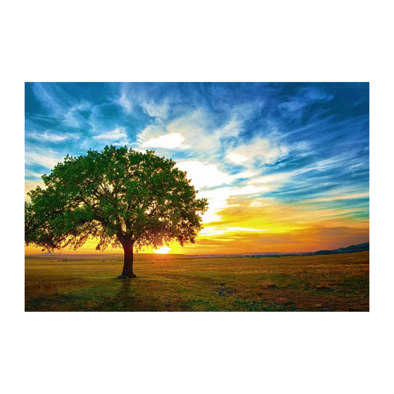 Serene Oak Sunset Landscape Wall Art