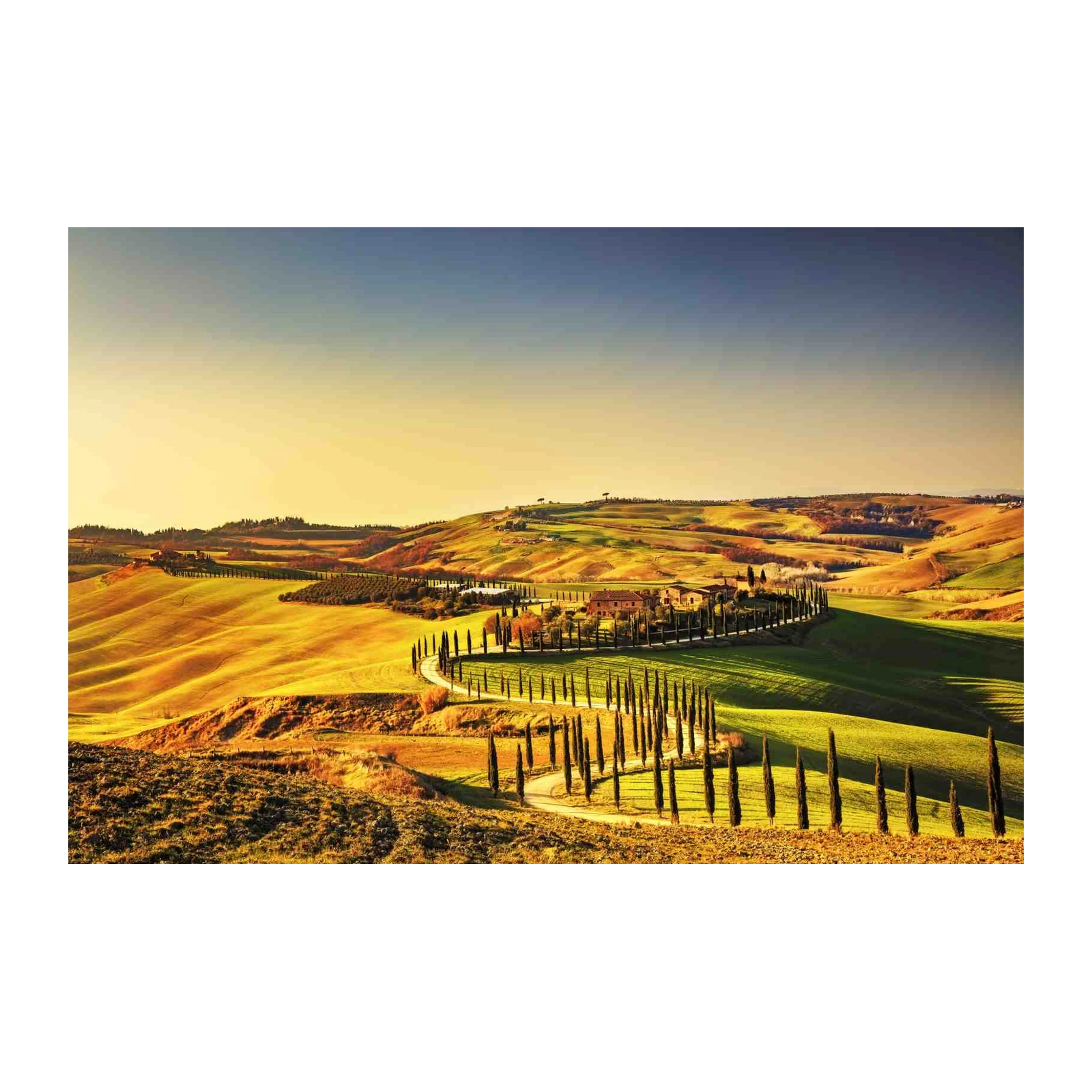 Tuscan Cypress Lane Landscape Wall Art