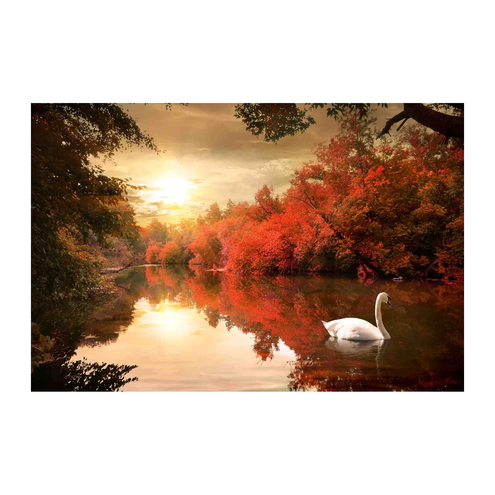 Serene Swan Autumn Lake Wall Art