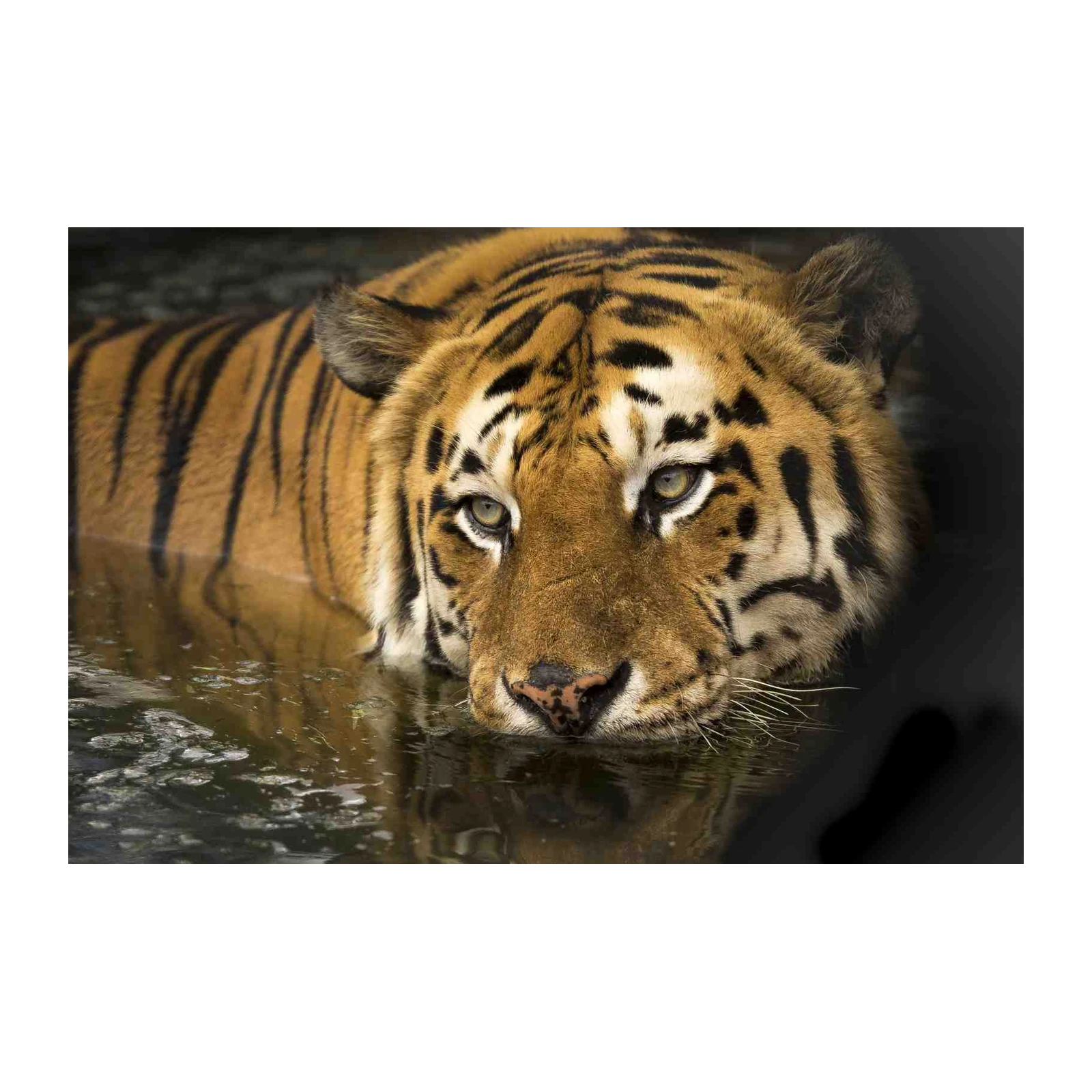 Majestic Tiger Gaze Wall Art