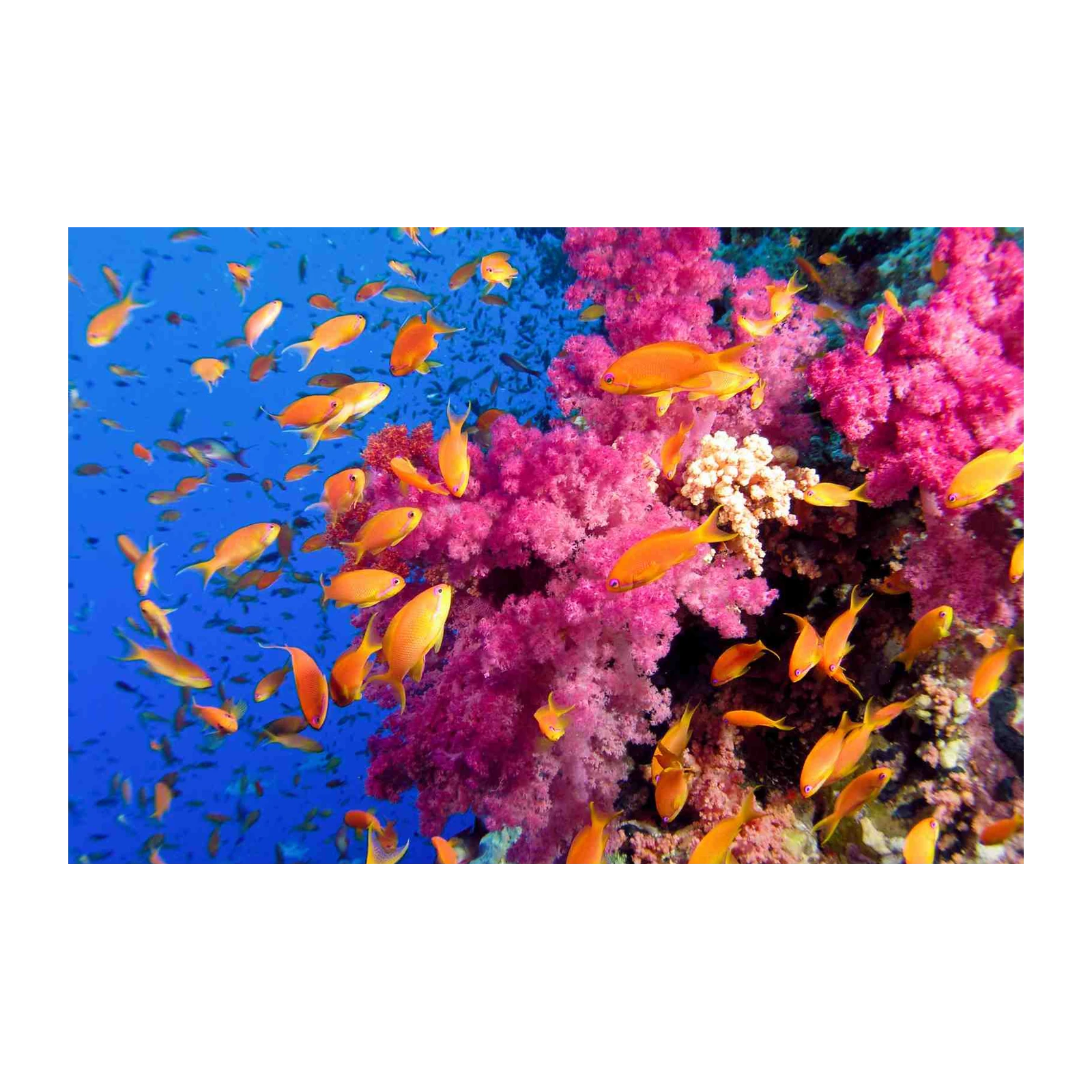 Vibrant Coral Reef Fish School Wall Art