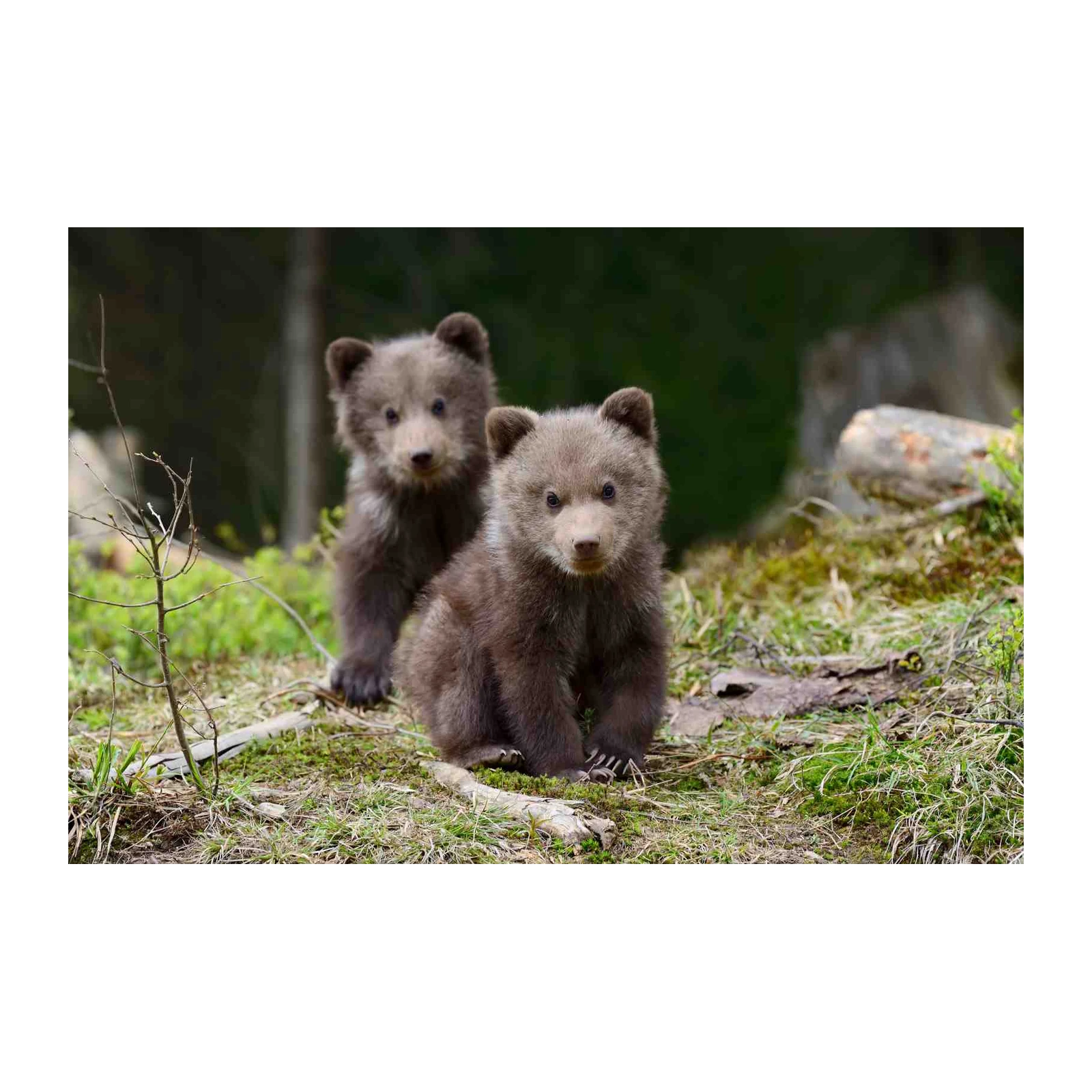 Adorable Bear Cubs in Forest Wall Art