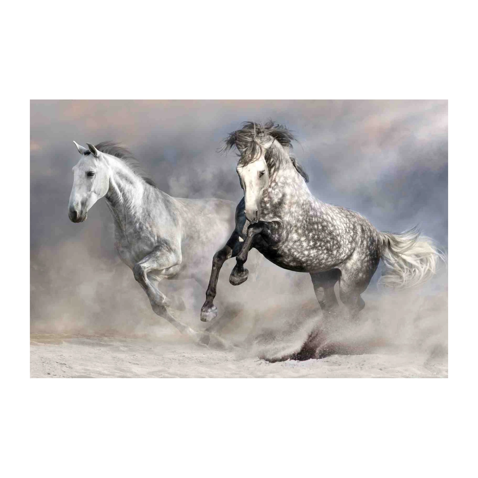 Majestic Grey Horses Galloping Wall Art
