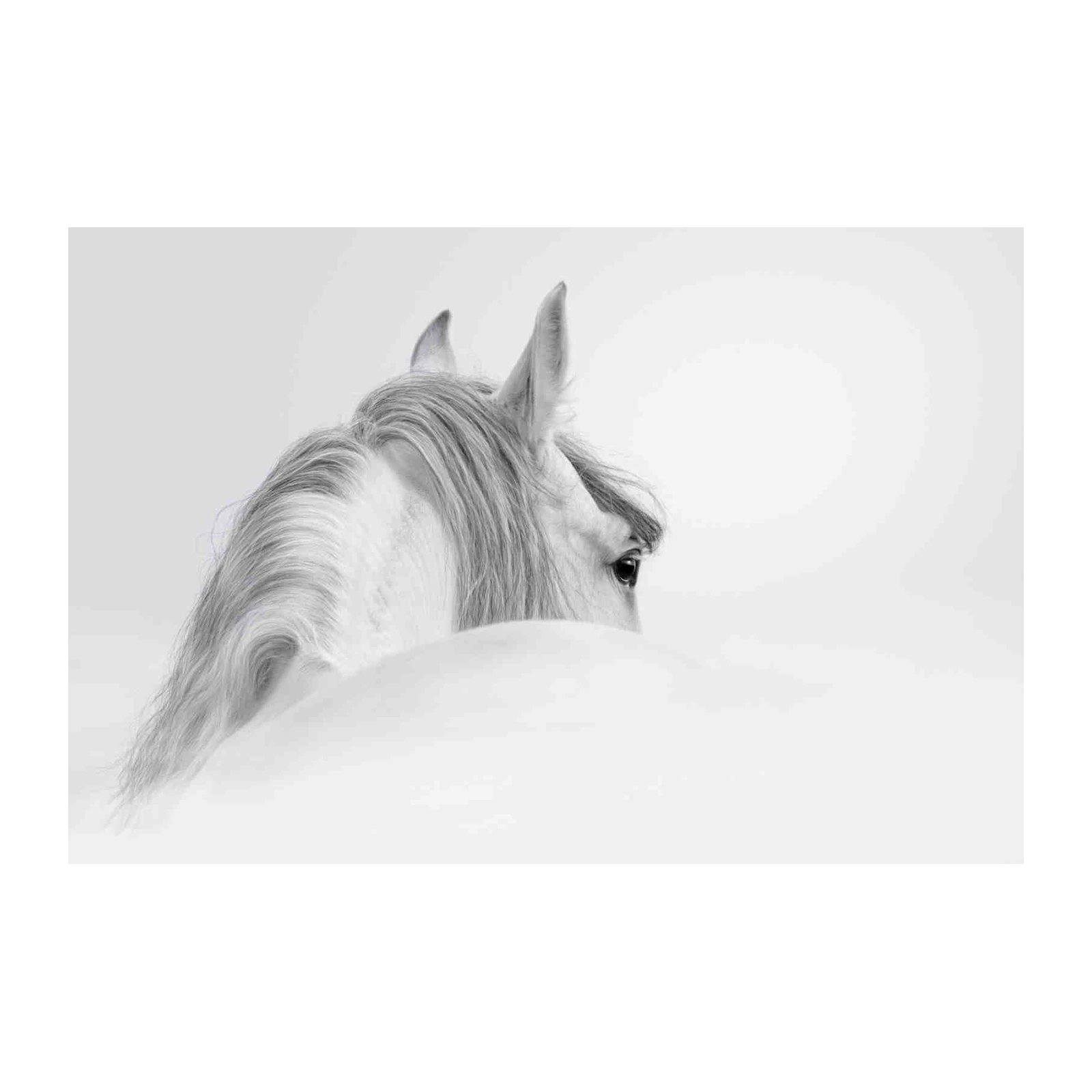 Majestic White Horse Eye Wall Art