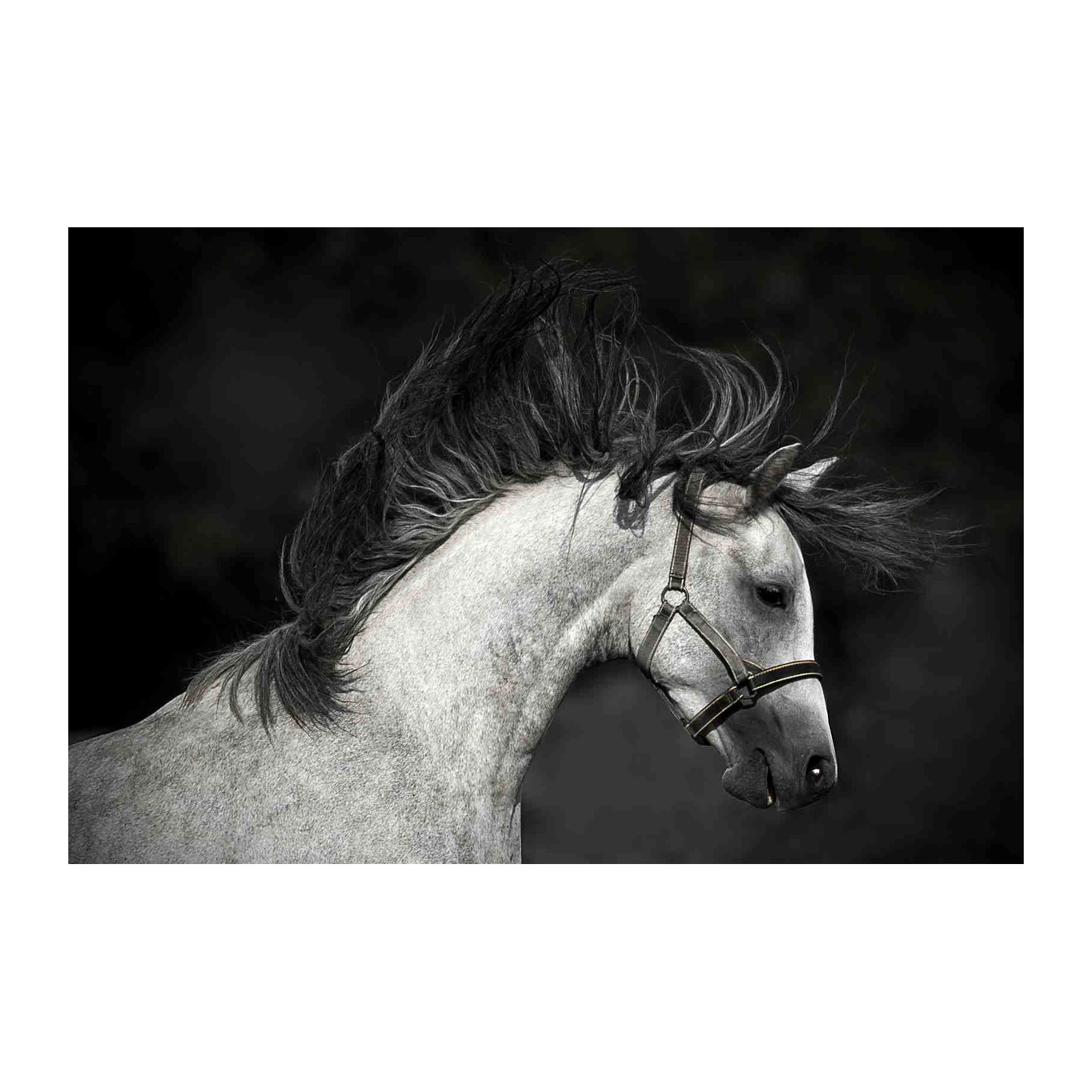 Majestic Horse in Motion Wall Art